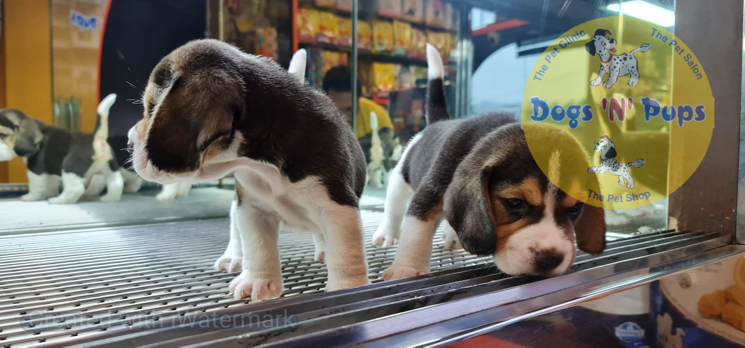 Beagle puppies image 9