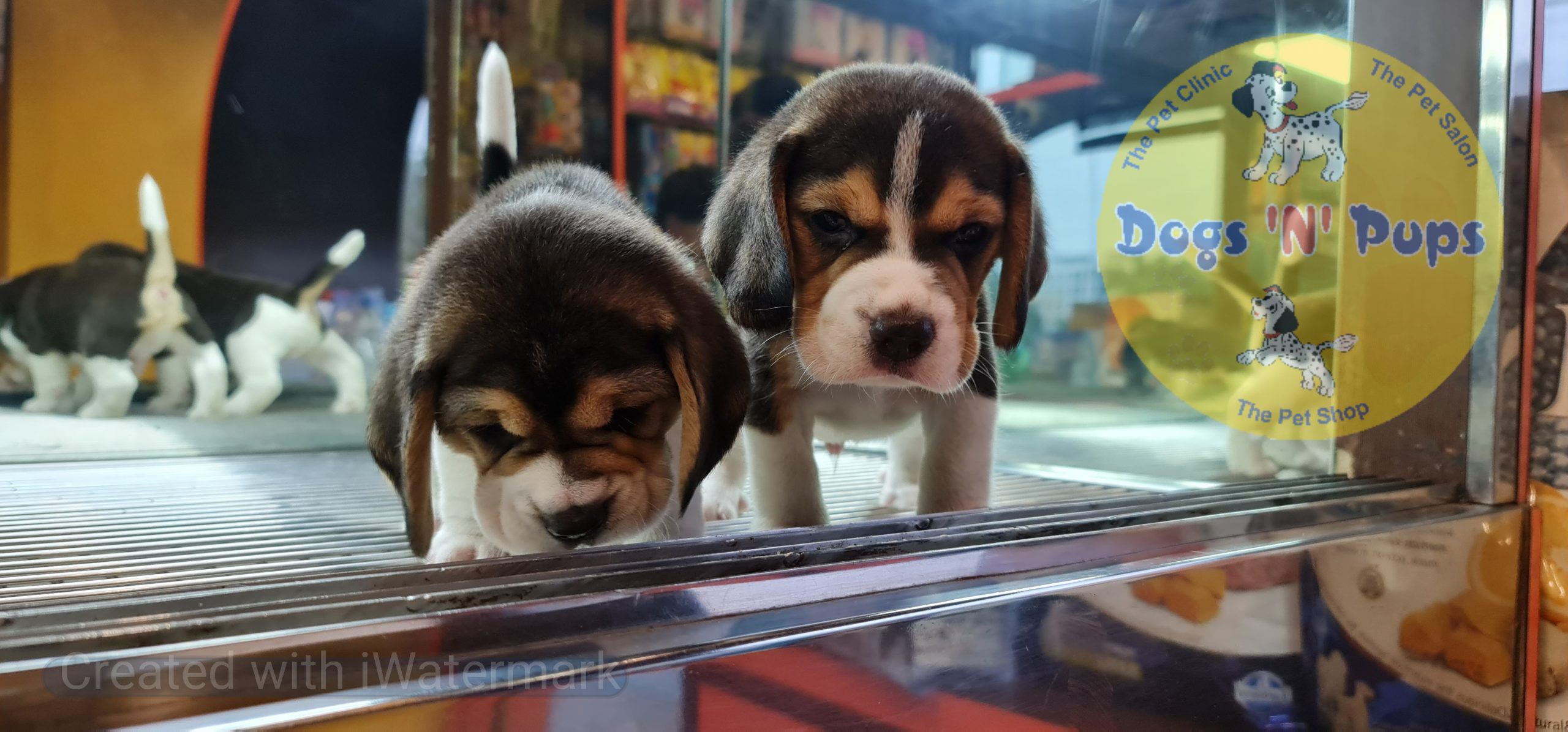 Beagle puppies image 10