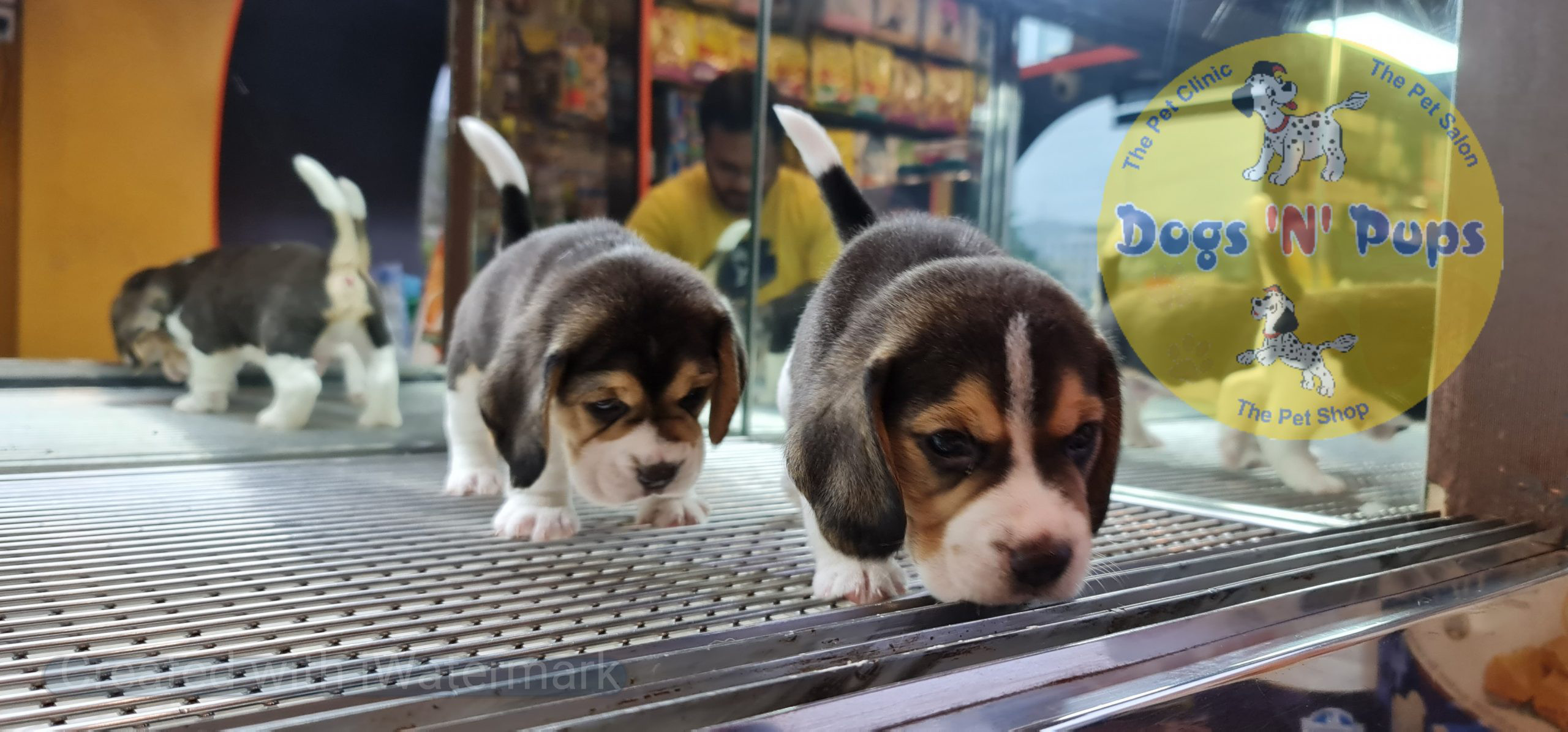 Beagle puppies image 11