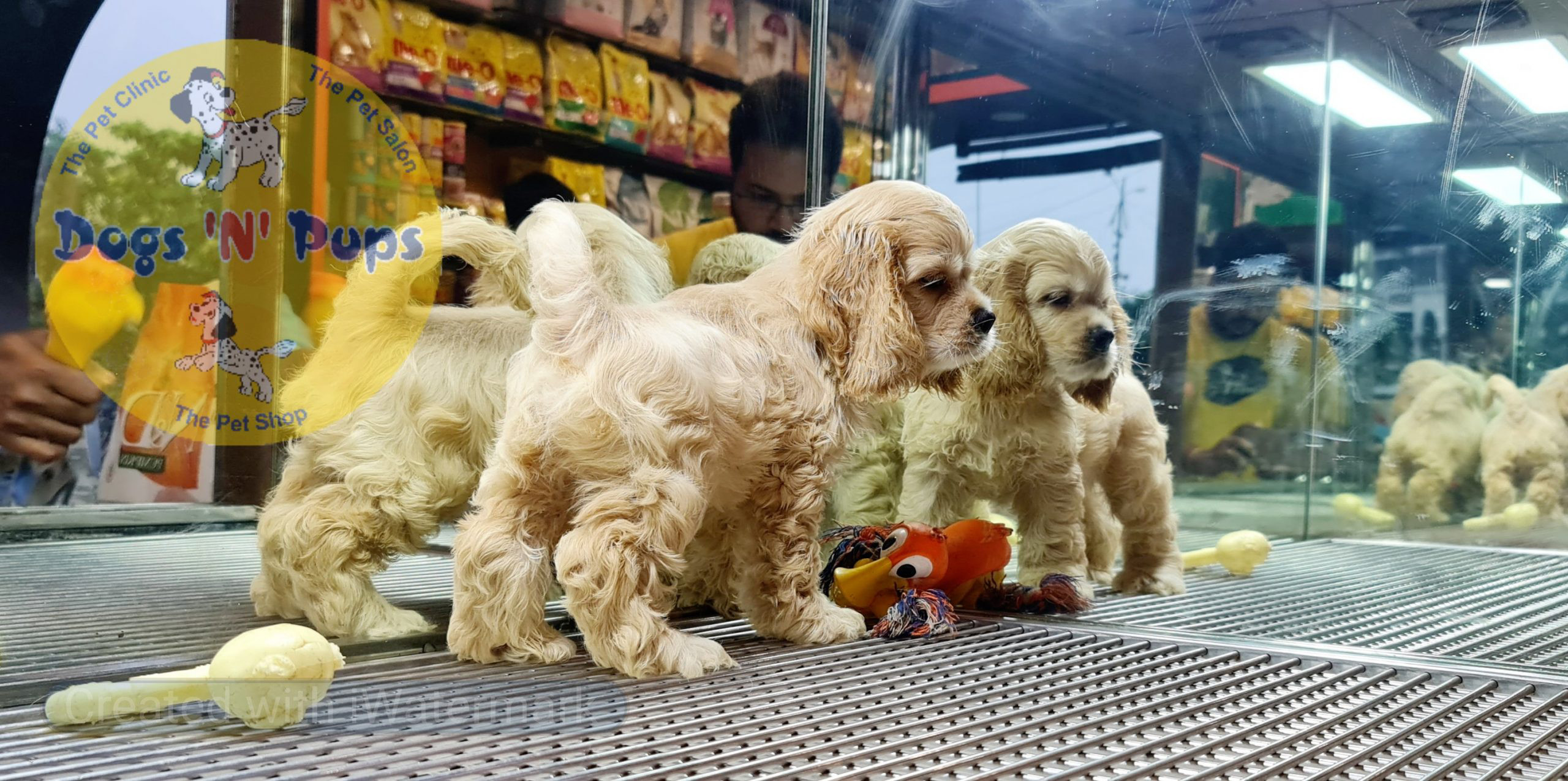 prev dog posted image