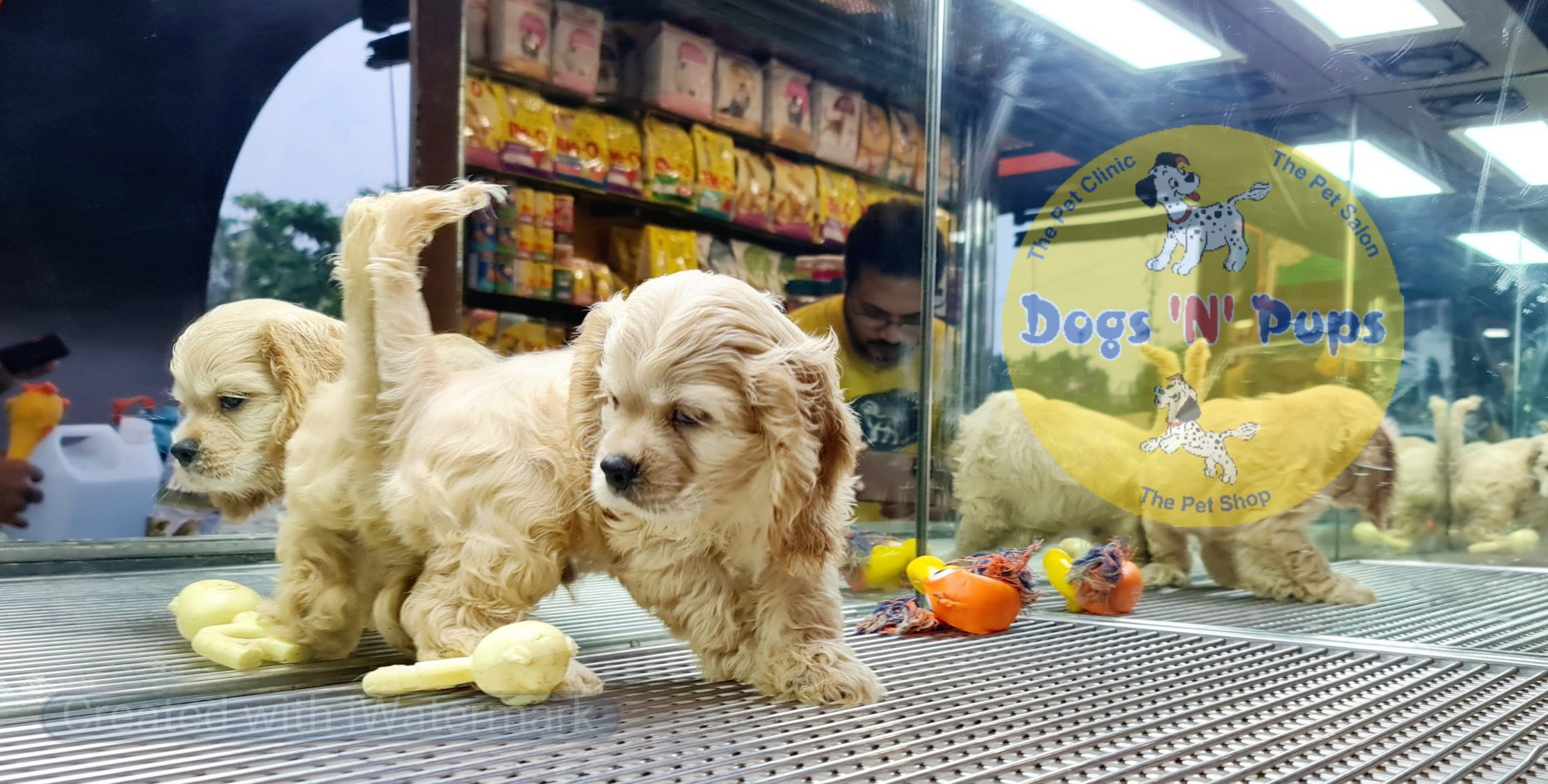 American Cocker spaniel image 2