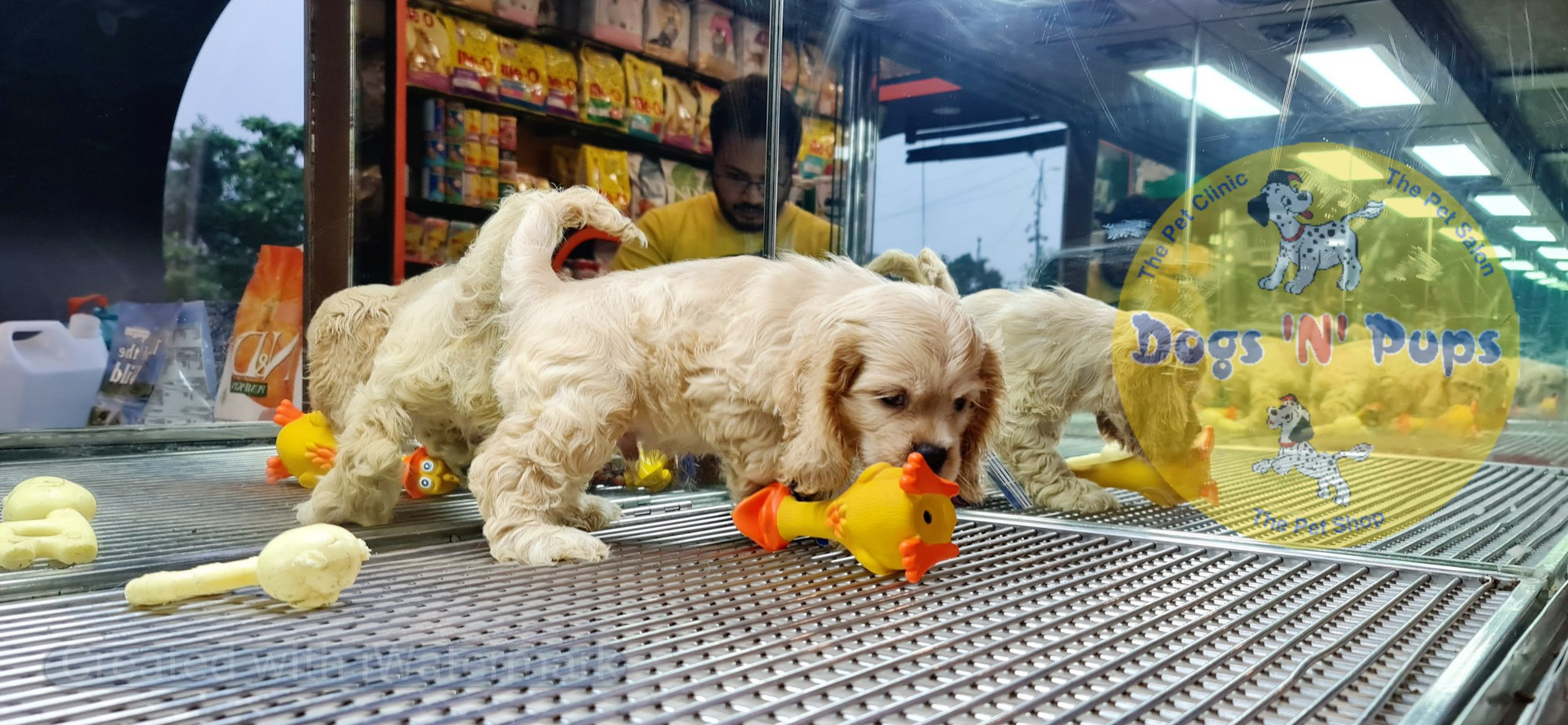 American Cocker spaniel image 3