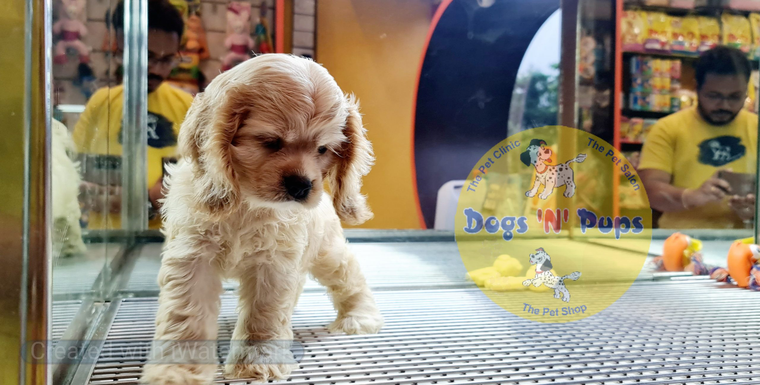 American Cocker spaniel image 4