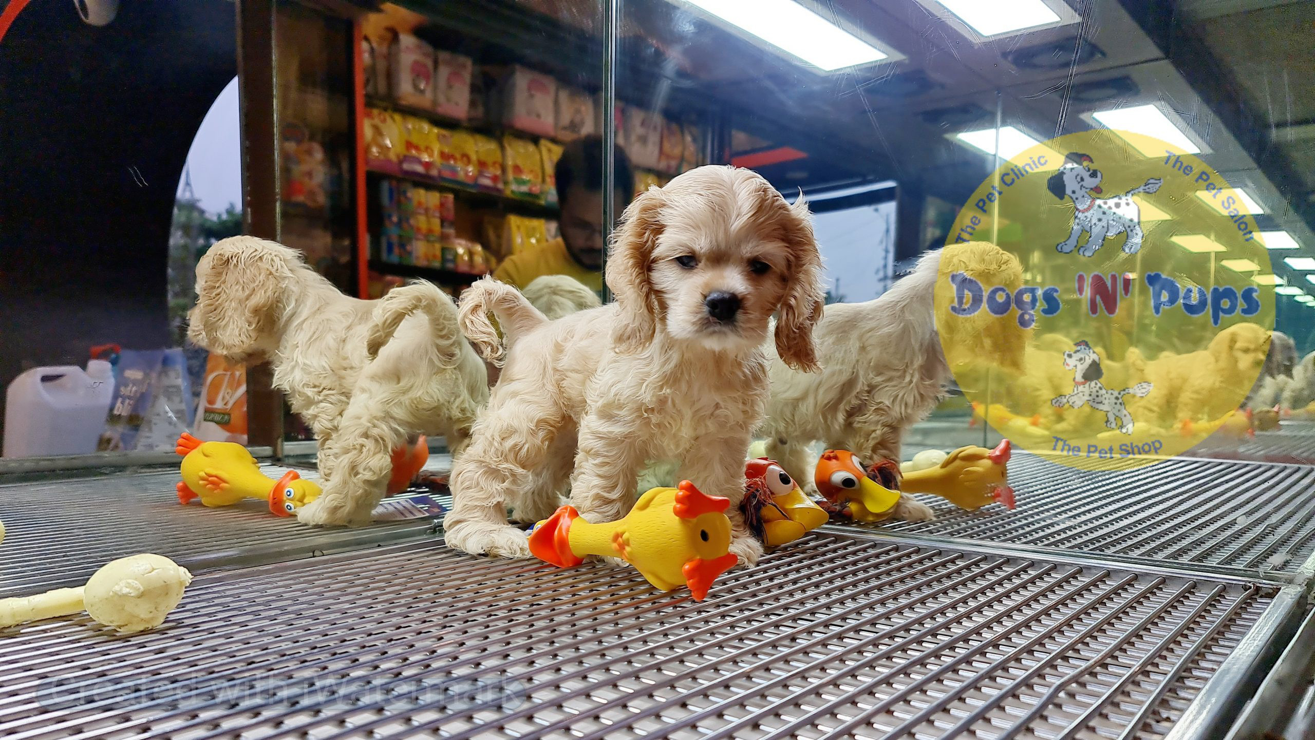 American Cocker spaniel image 5