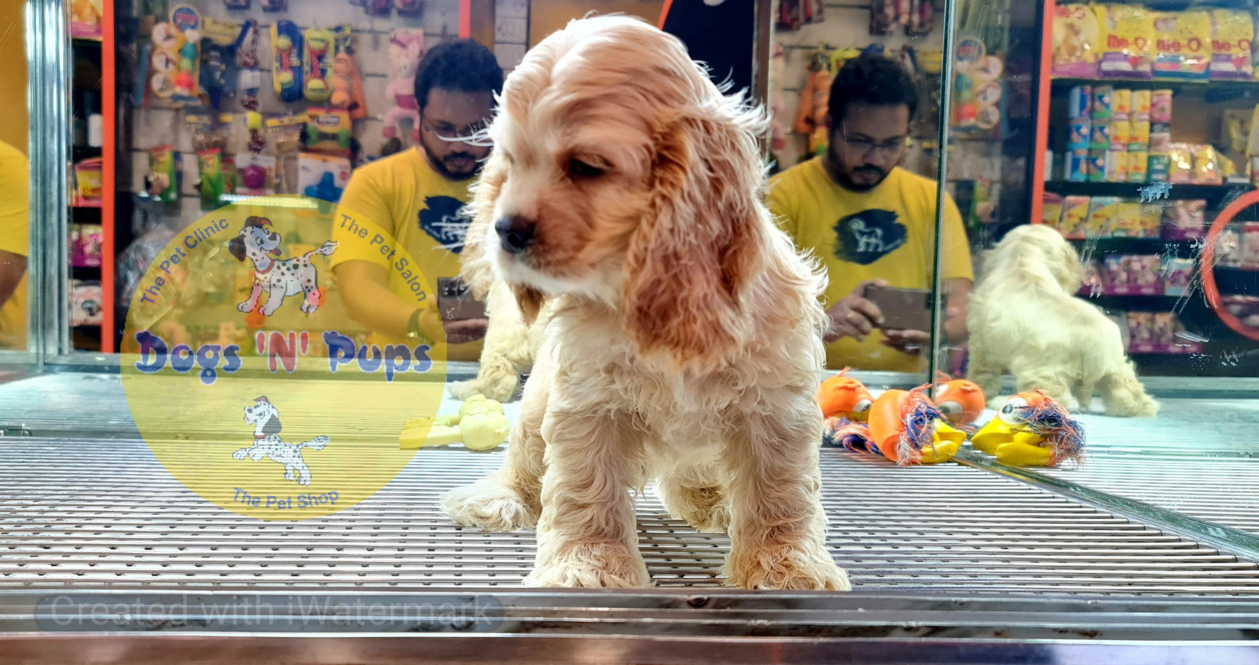 American Cocker spaniel image 6