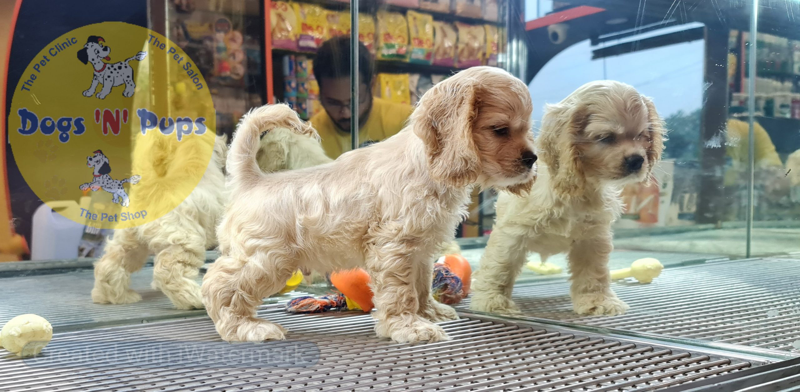 American Cocker spaniel image 7