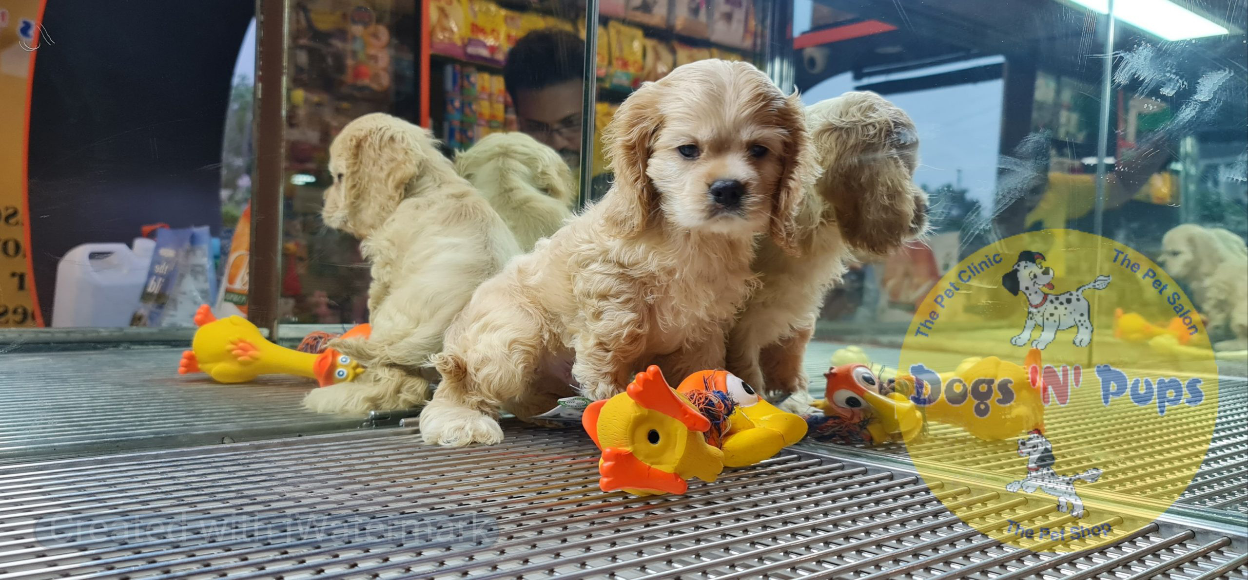 American Cocker spaniel image 8