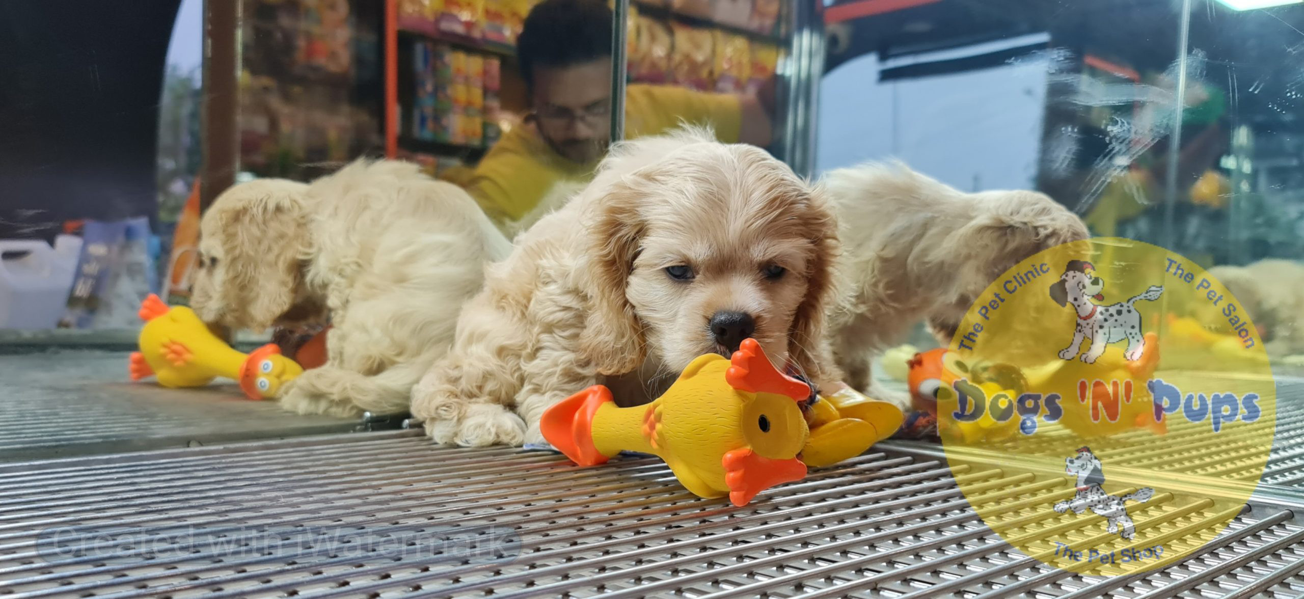 American Cocker spaniel image 9