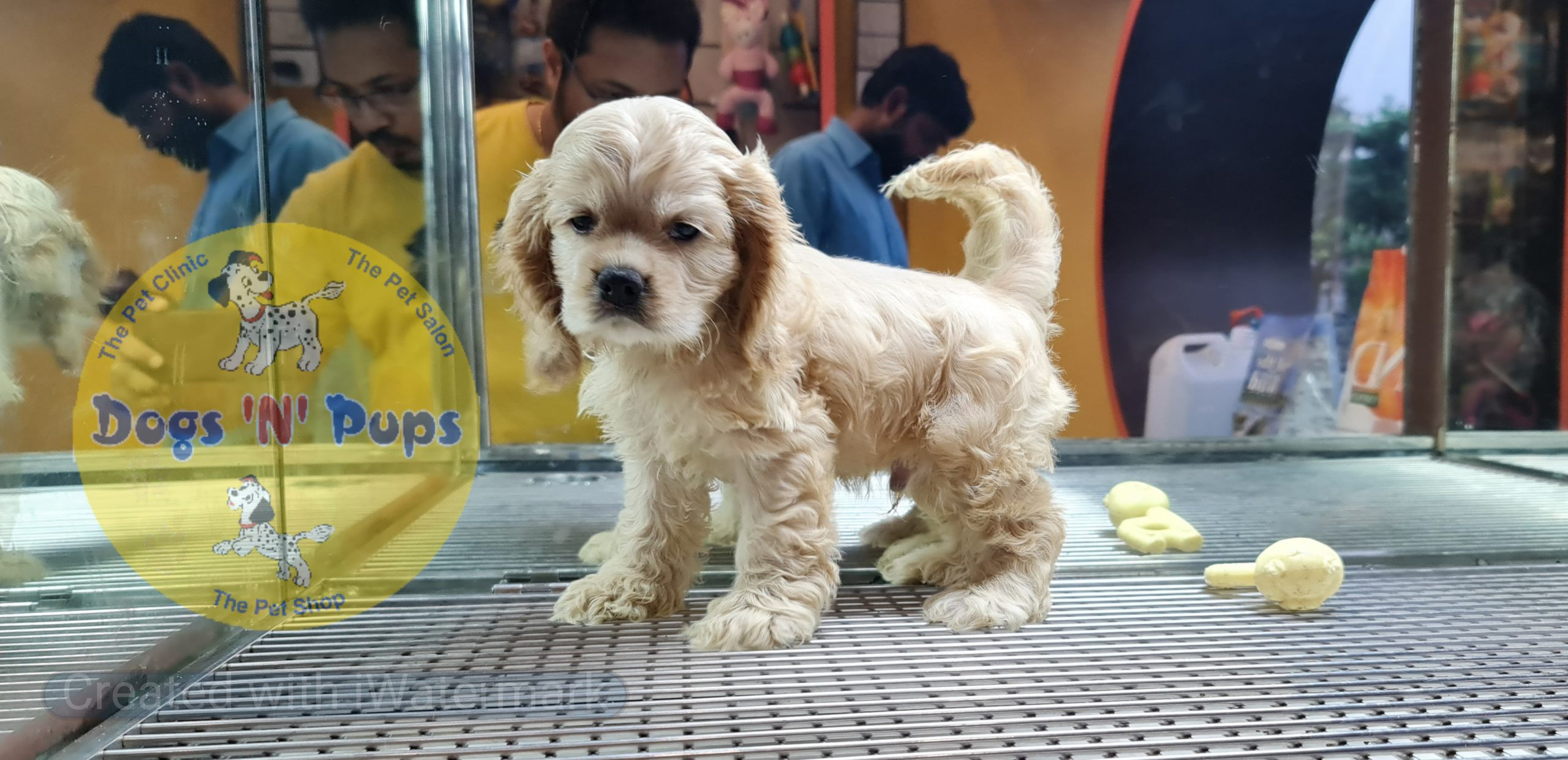 American Cocker spaniel image 10