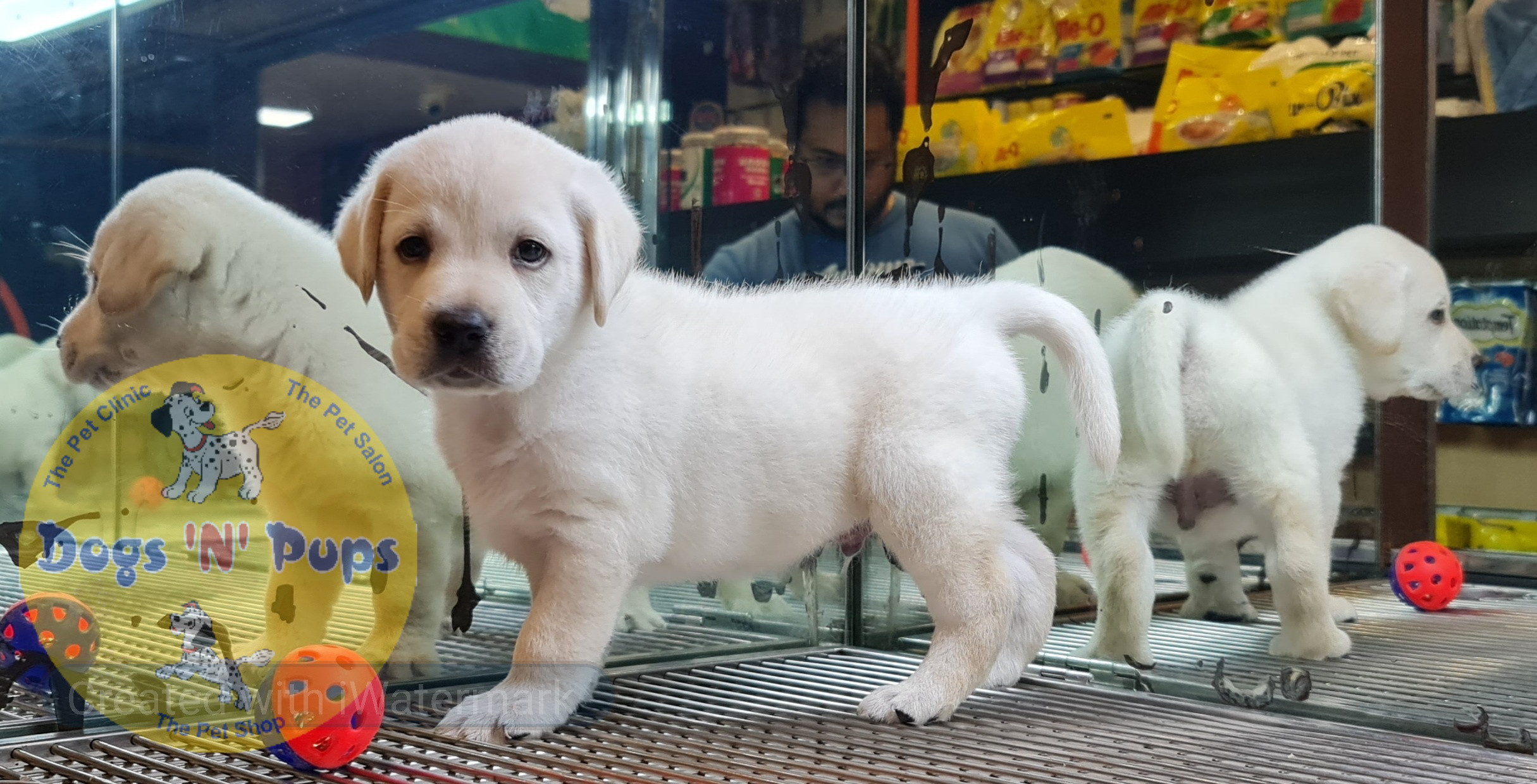 pet Labrador header image