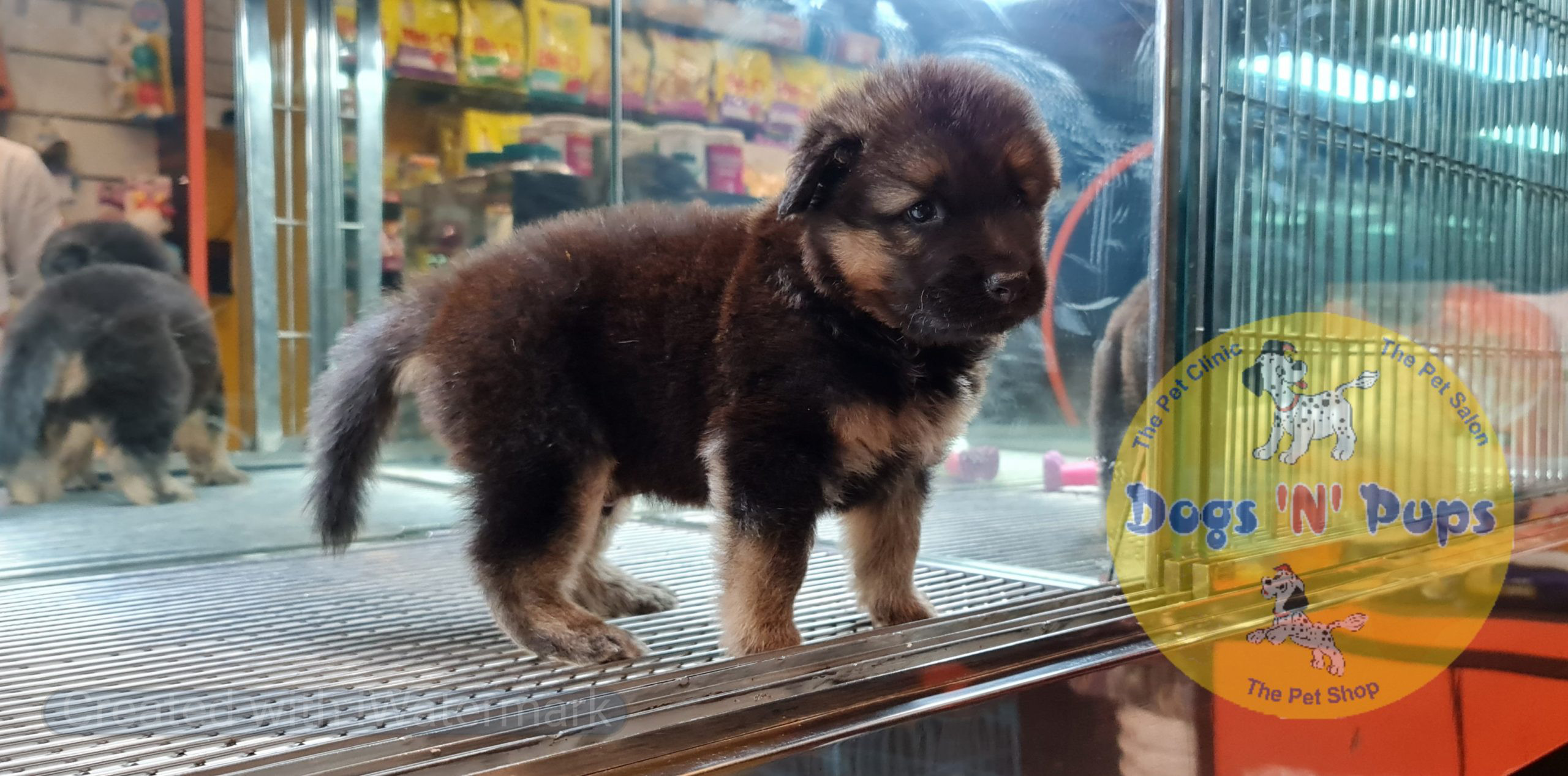 prev dog posted image