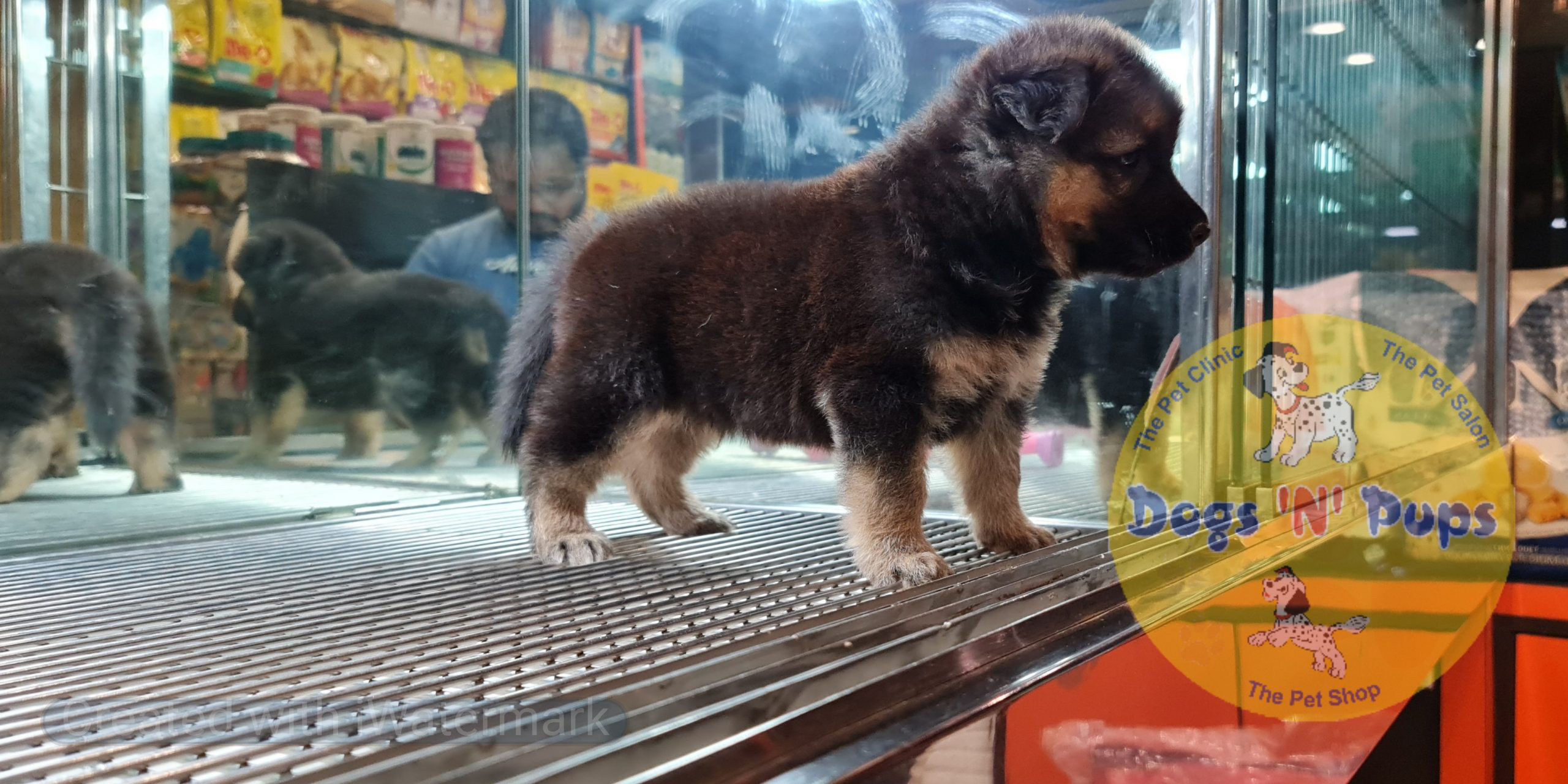 German shepherd image 2