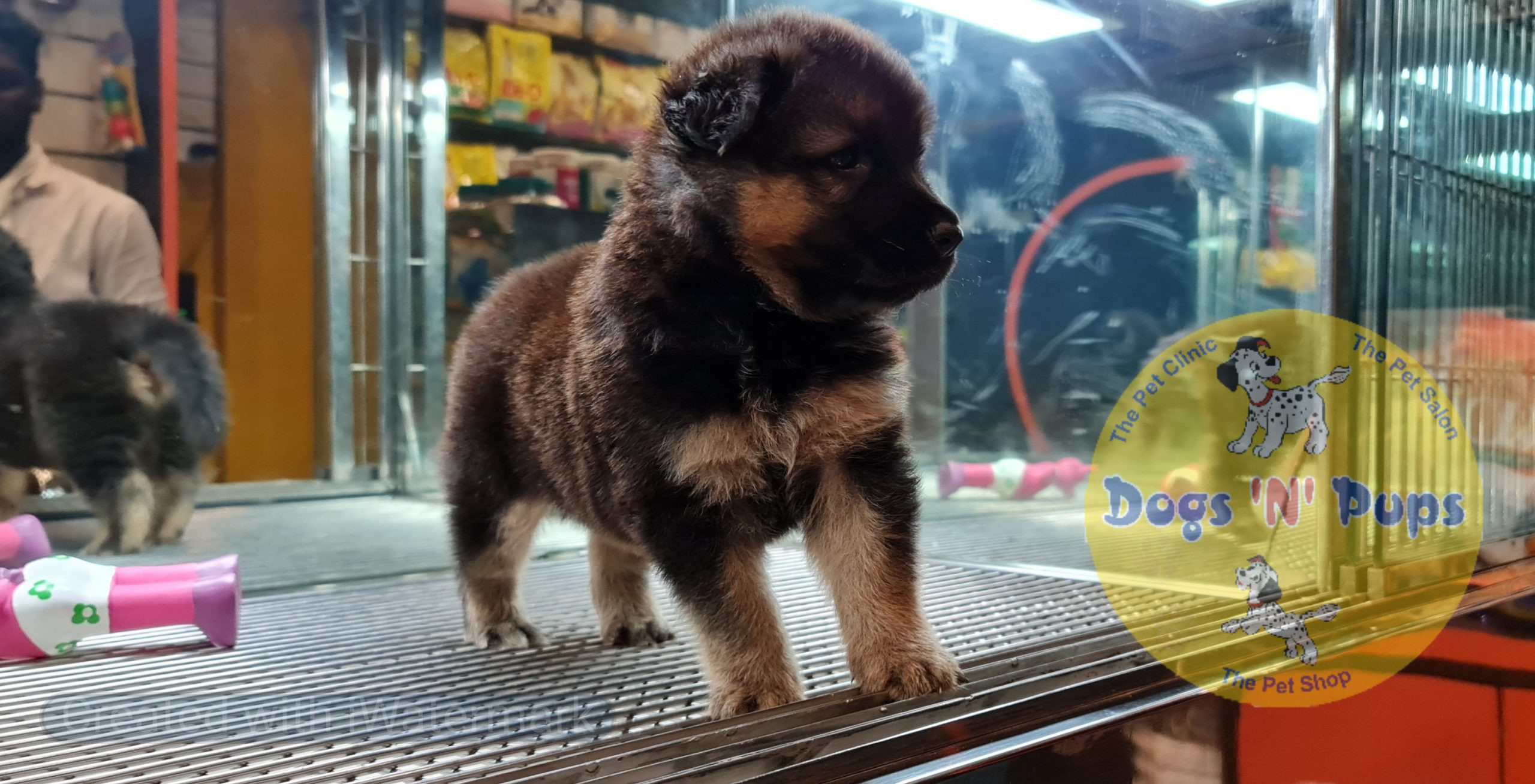 German shepherd image 3