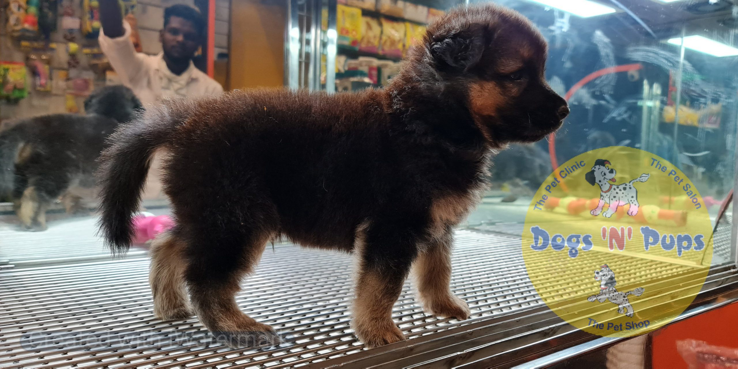 German shepherd image 4