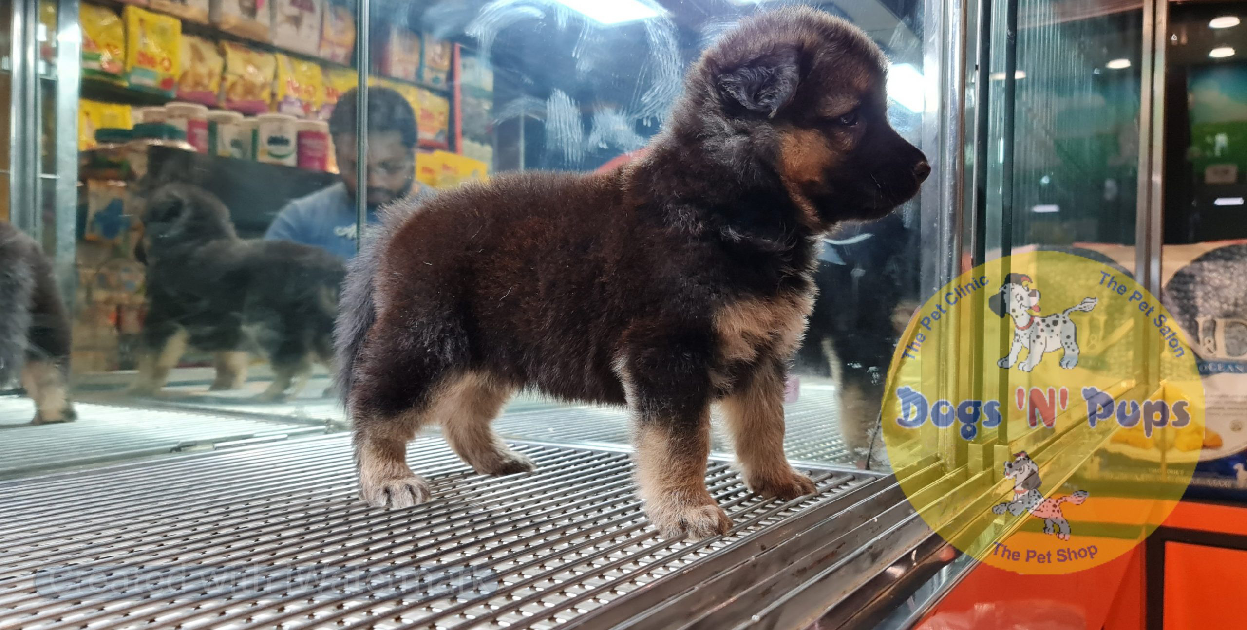 German shepherd image 5