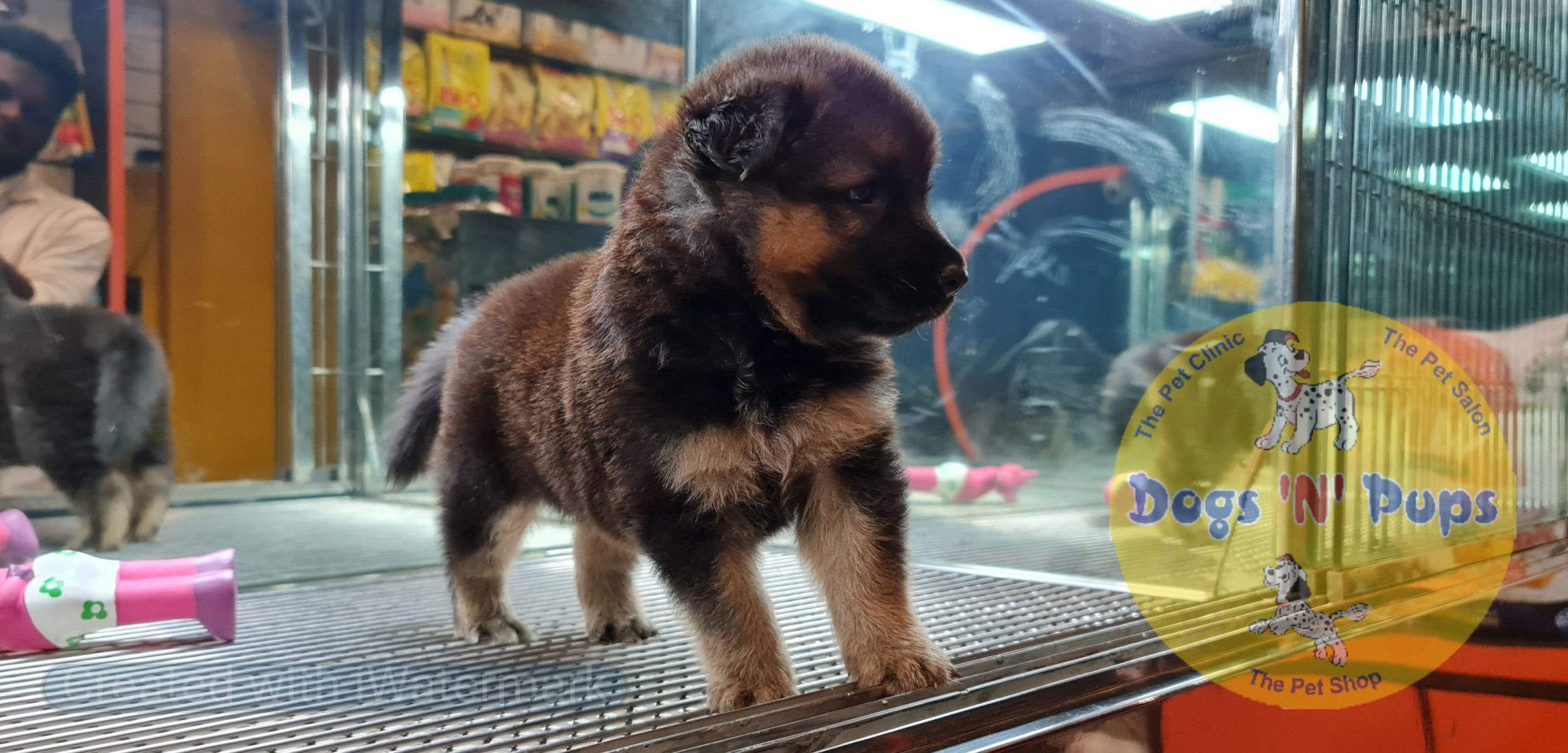 German shepherd image 6