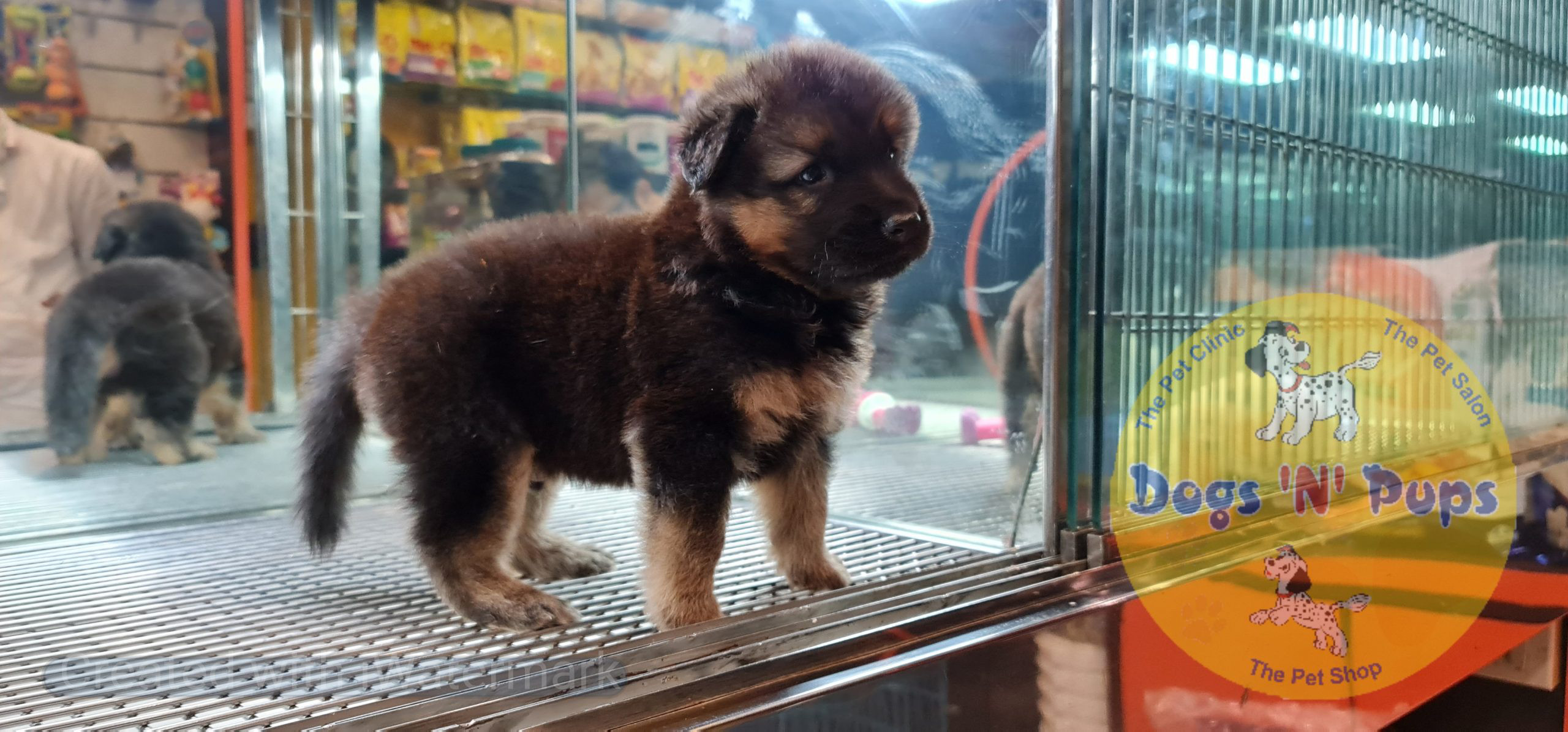 German shepherd image 7