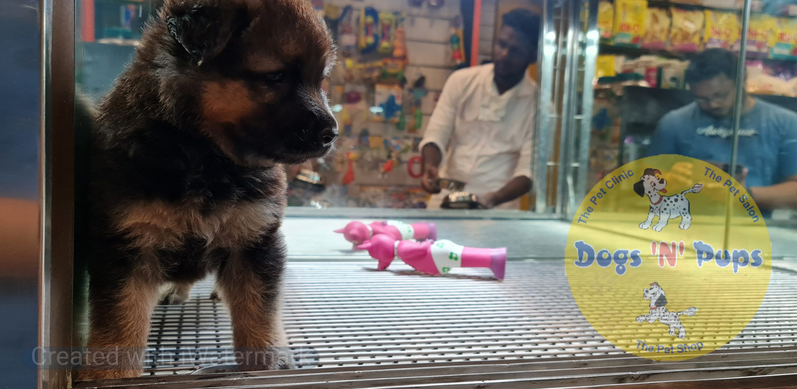 German shepherd image 8