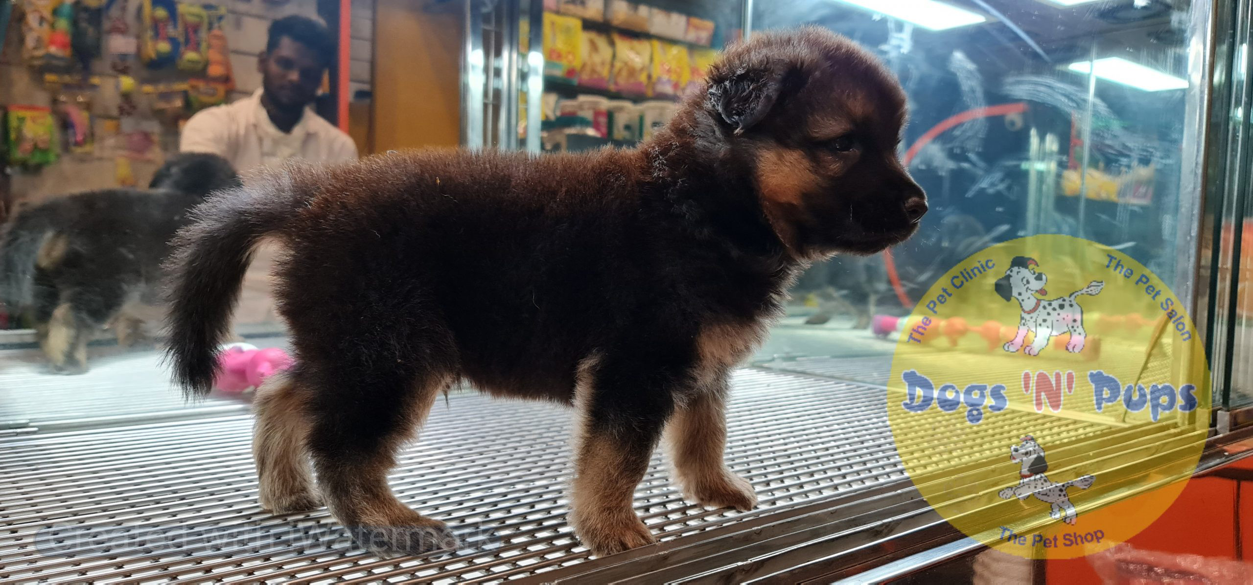 German shepherd image 9