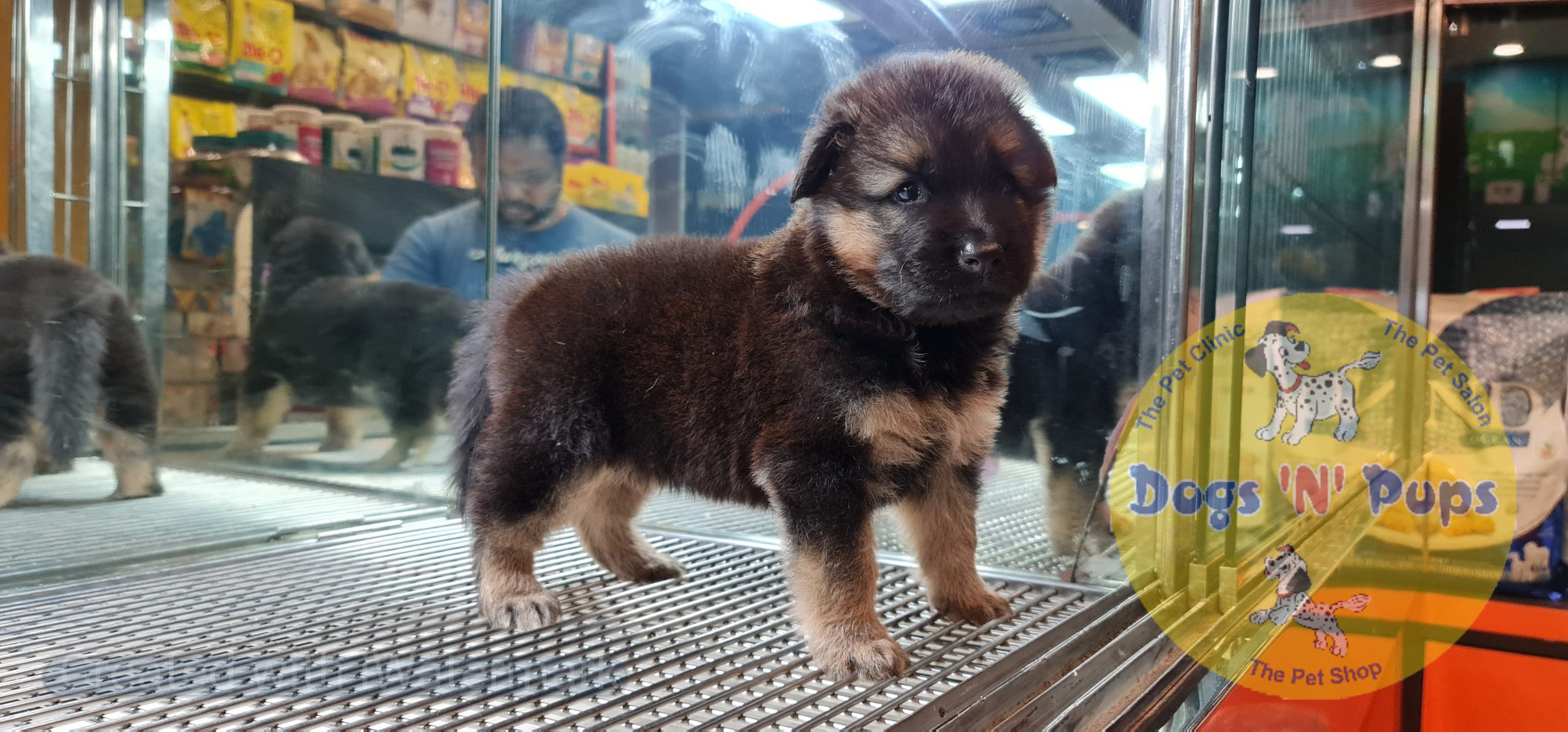 German shepherd image 10