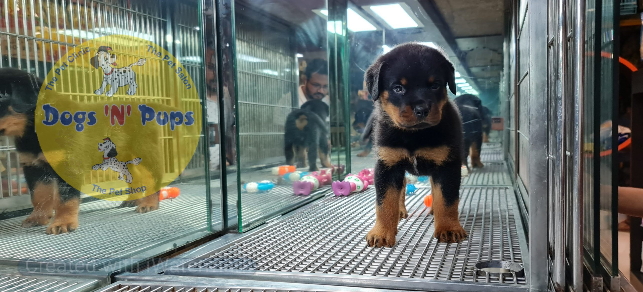 Rottweiler puppies image 2