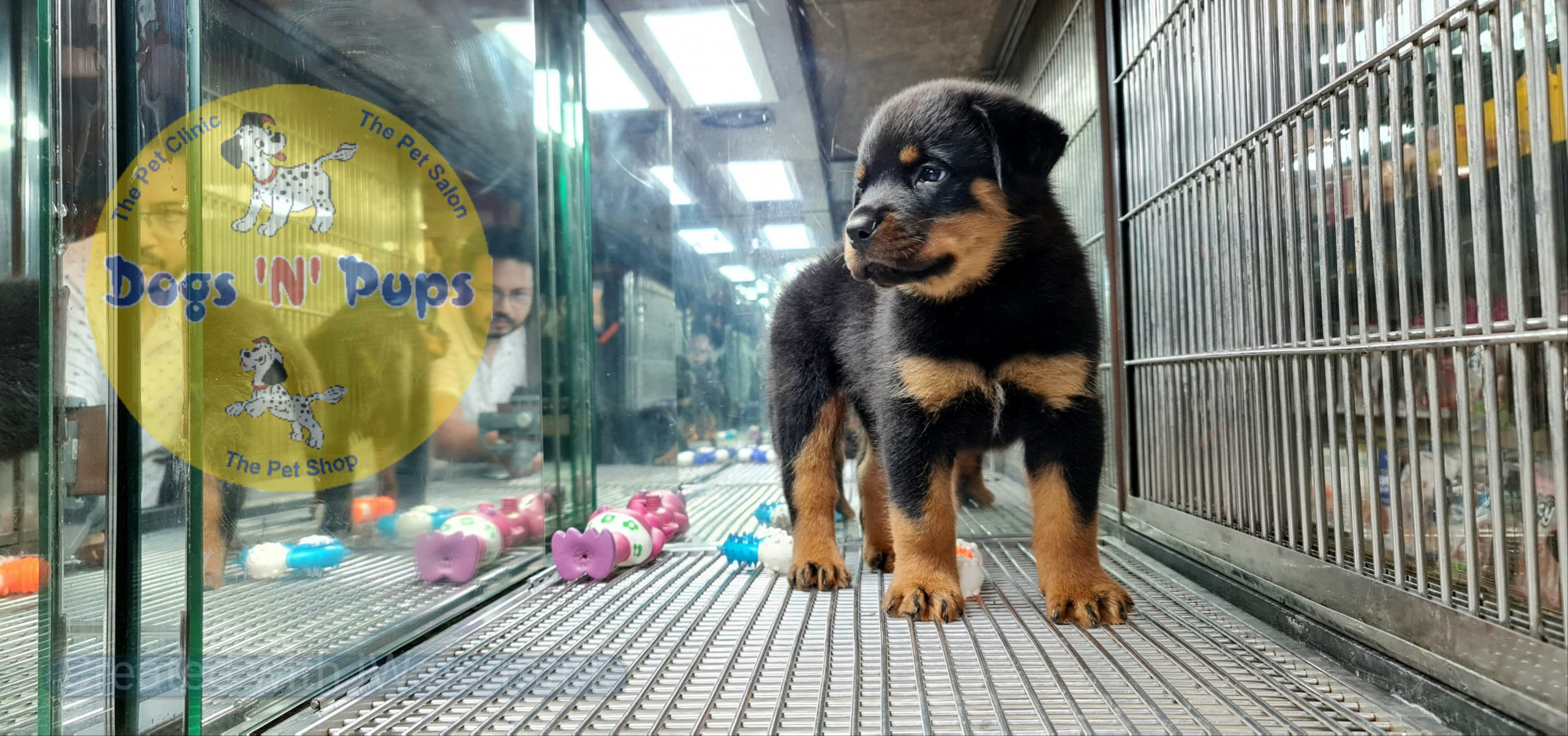 Rottweiler puppies image 3
