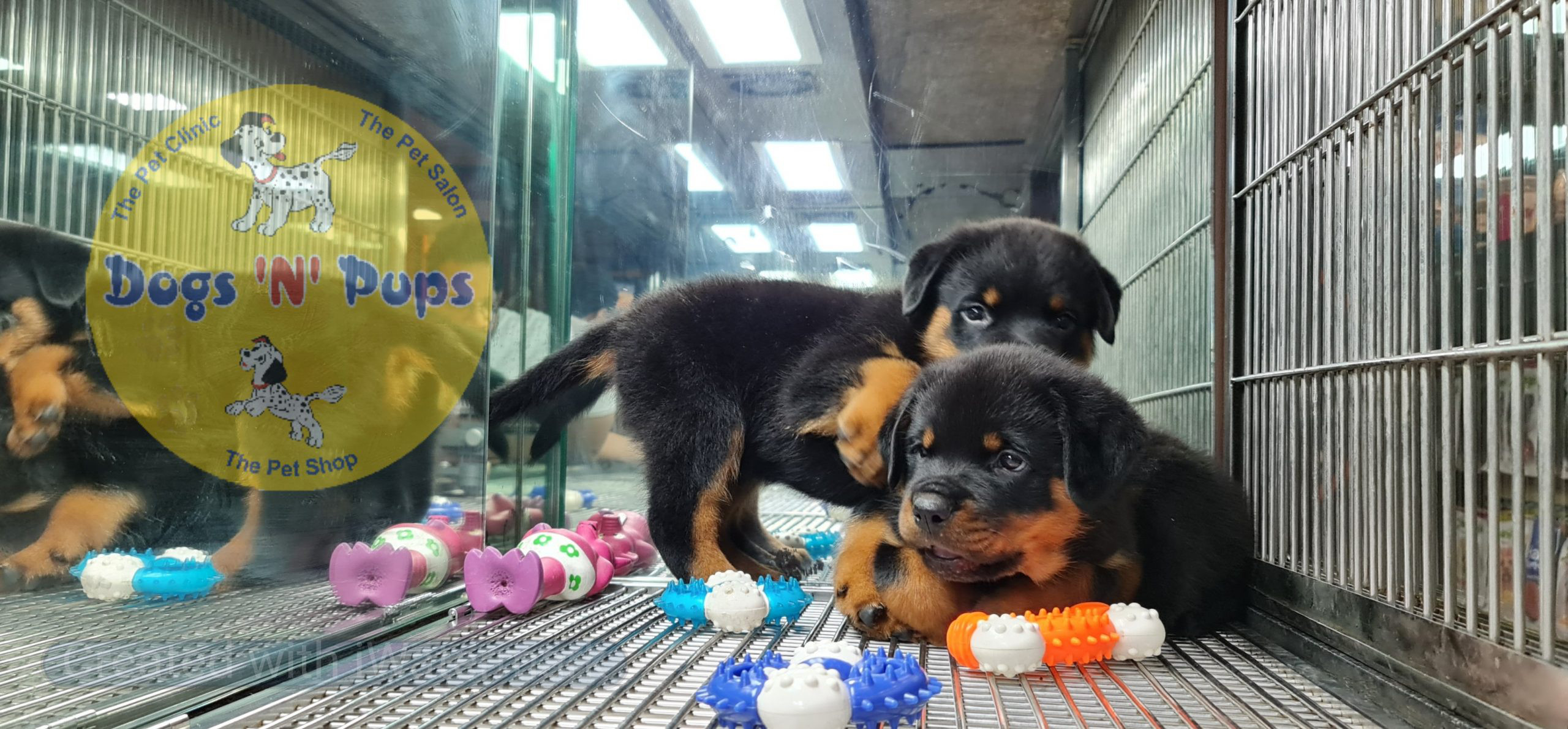 Rottweiler puppies image 4