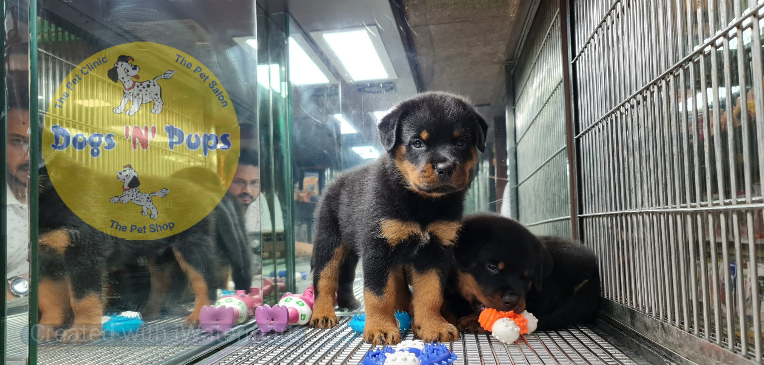 Rottweiler puppies image 5