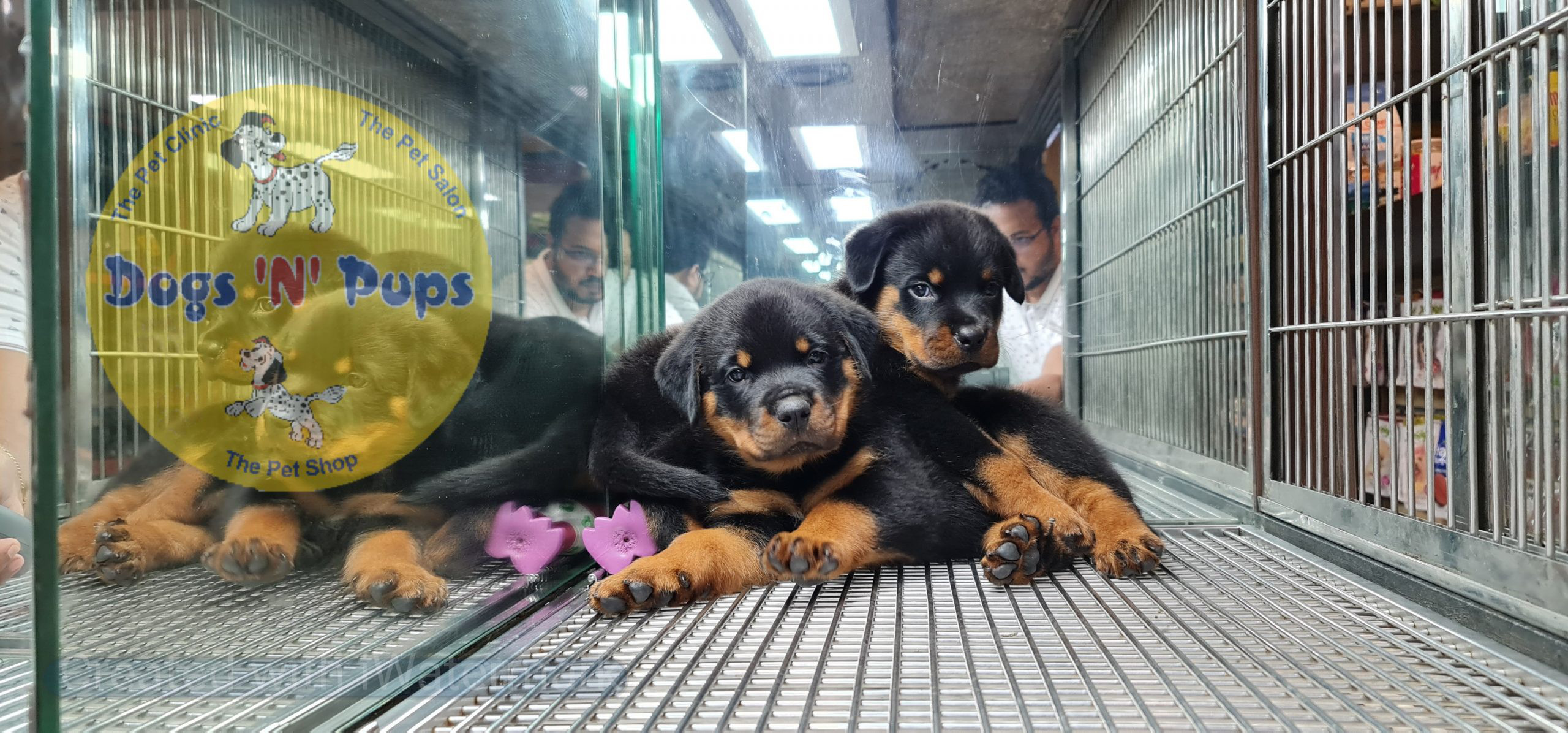 Rottweiler puppies image 6