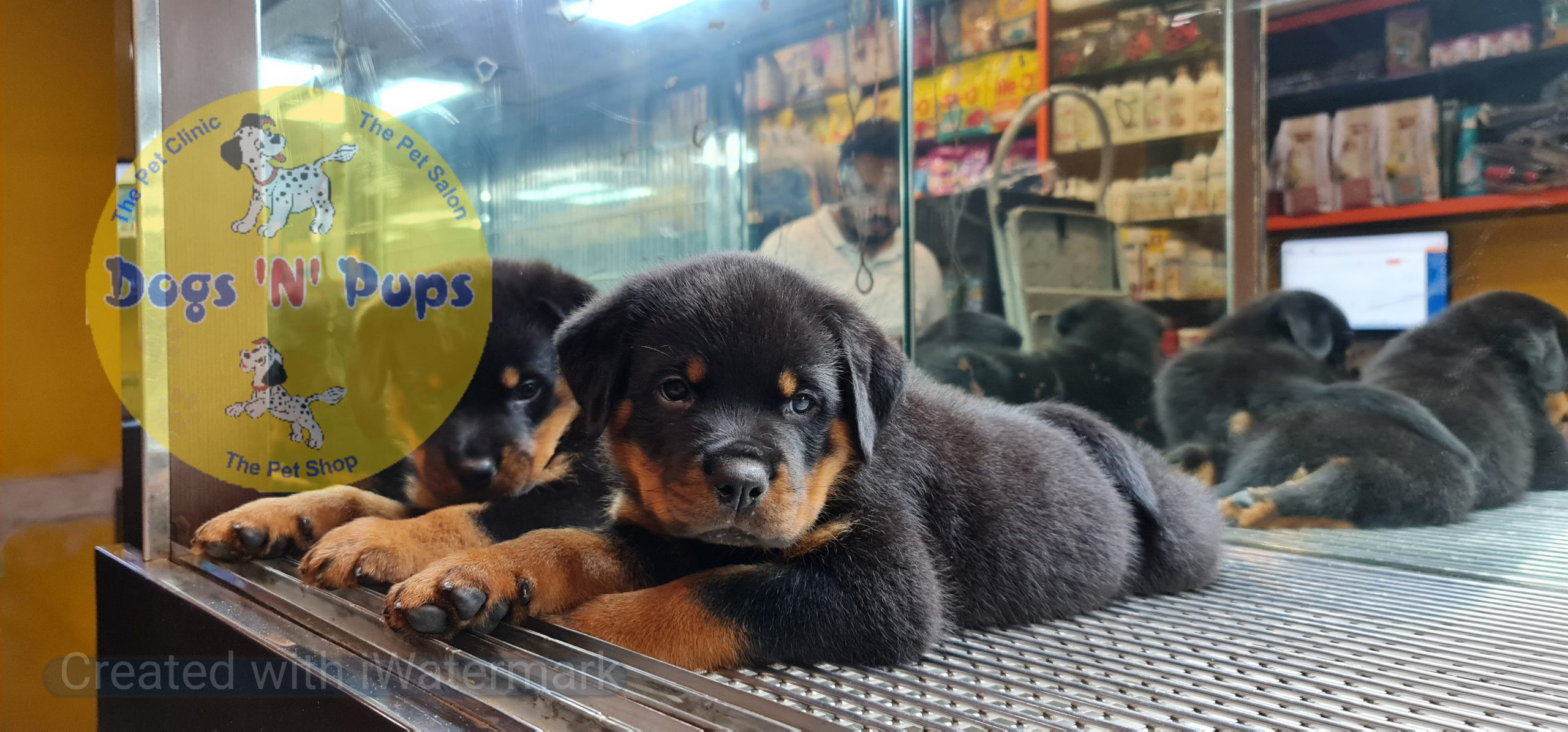 Rottweiler puppies image 7