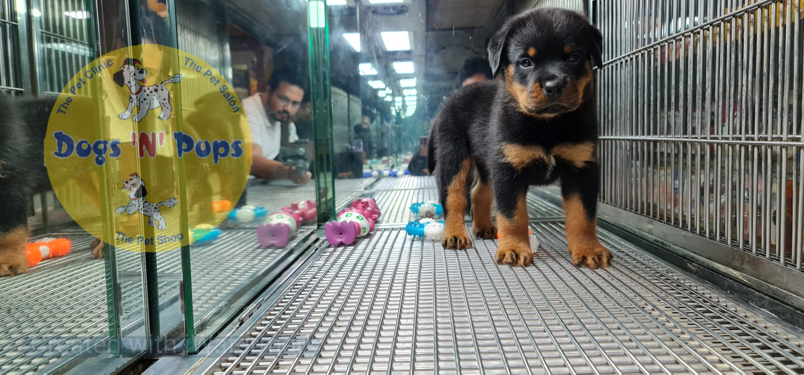 Rottweiler puppies image 8