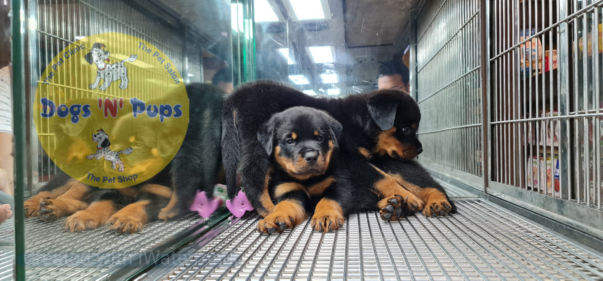 Rottweiler puppies image 9