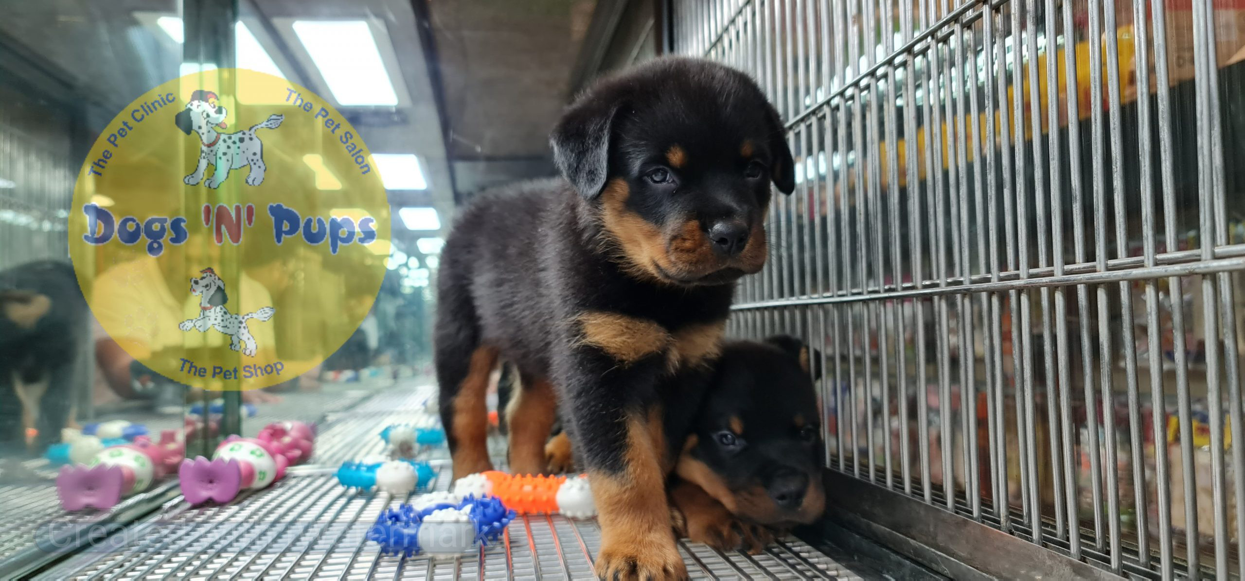 Rottweiler puppies image 10
