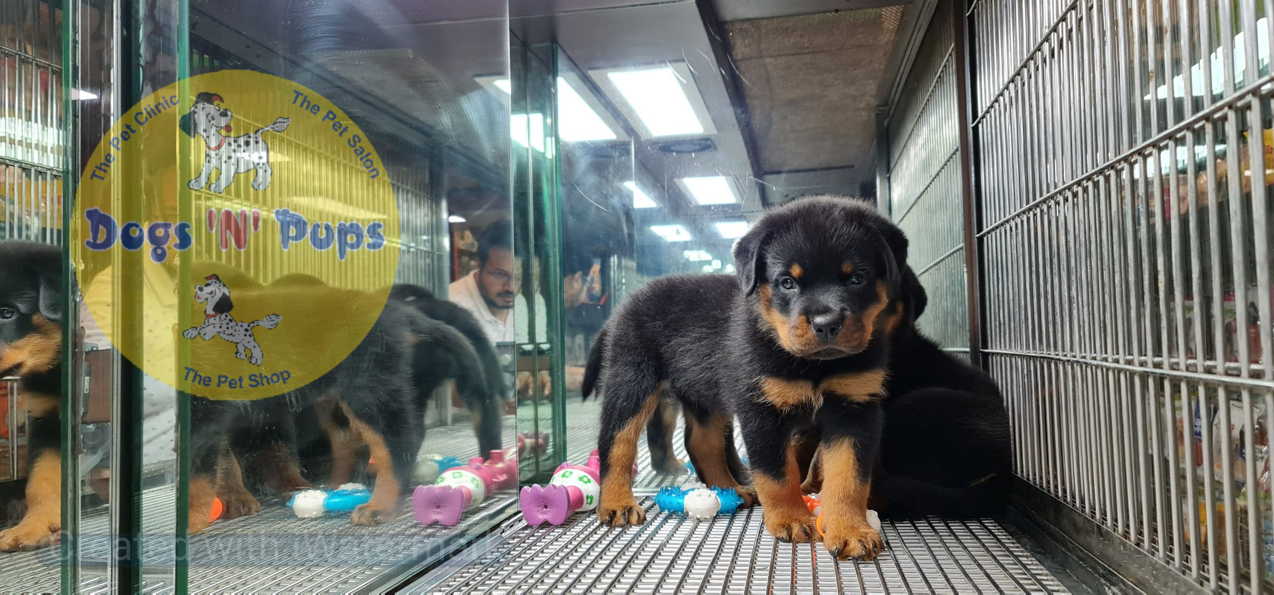 Rottweiler puppies image 11