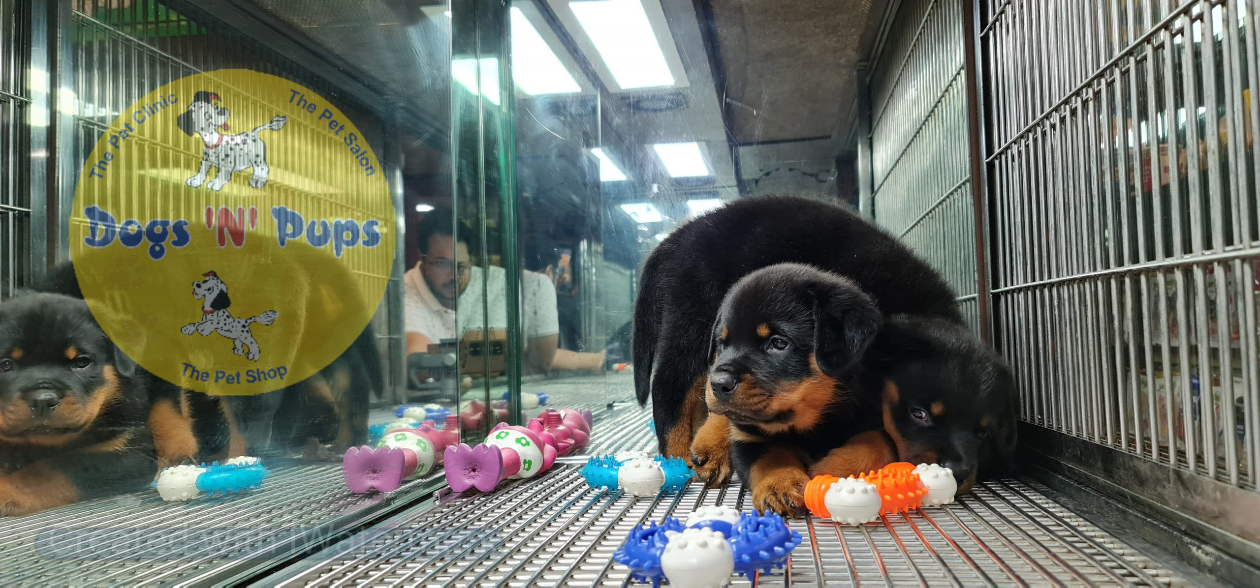Rottweiler puppies image 12