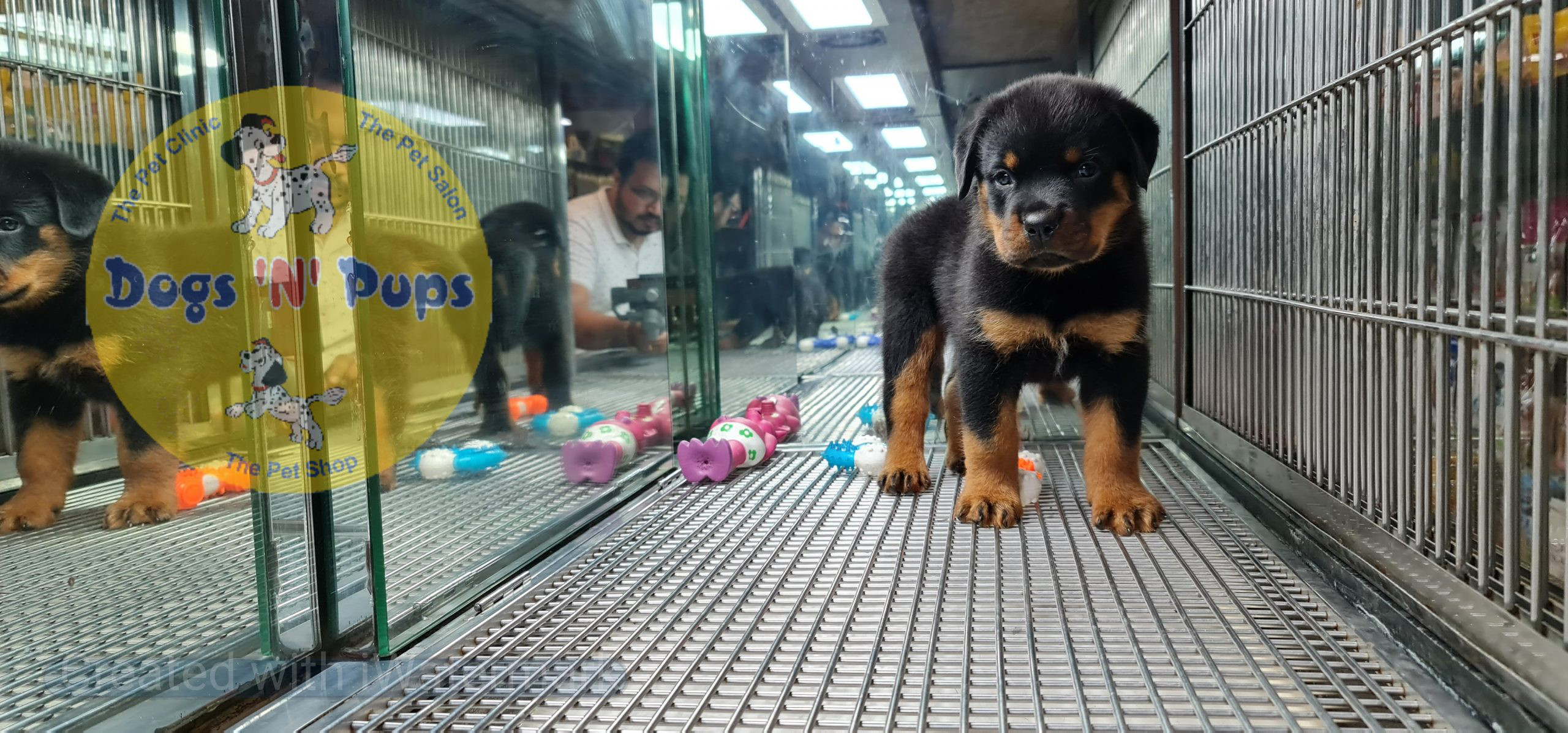 Rottweiler puppies image 13