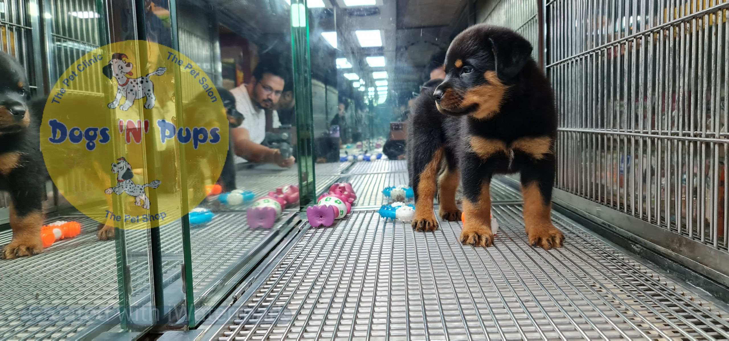 Rottweiler puppies image 14