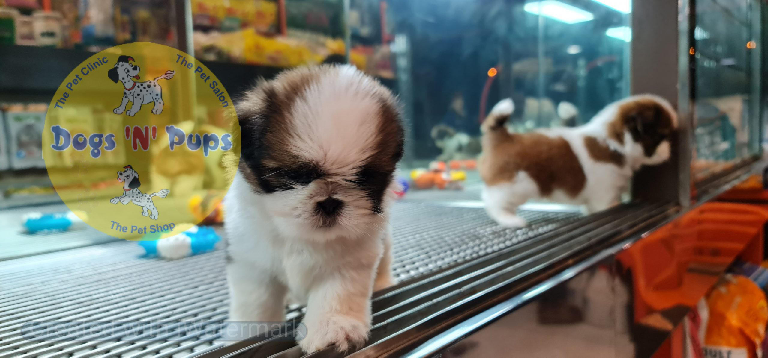 pet Shihtzu puppies header image