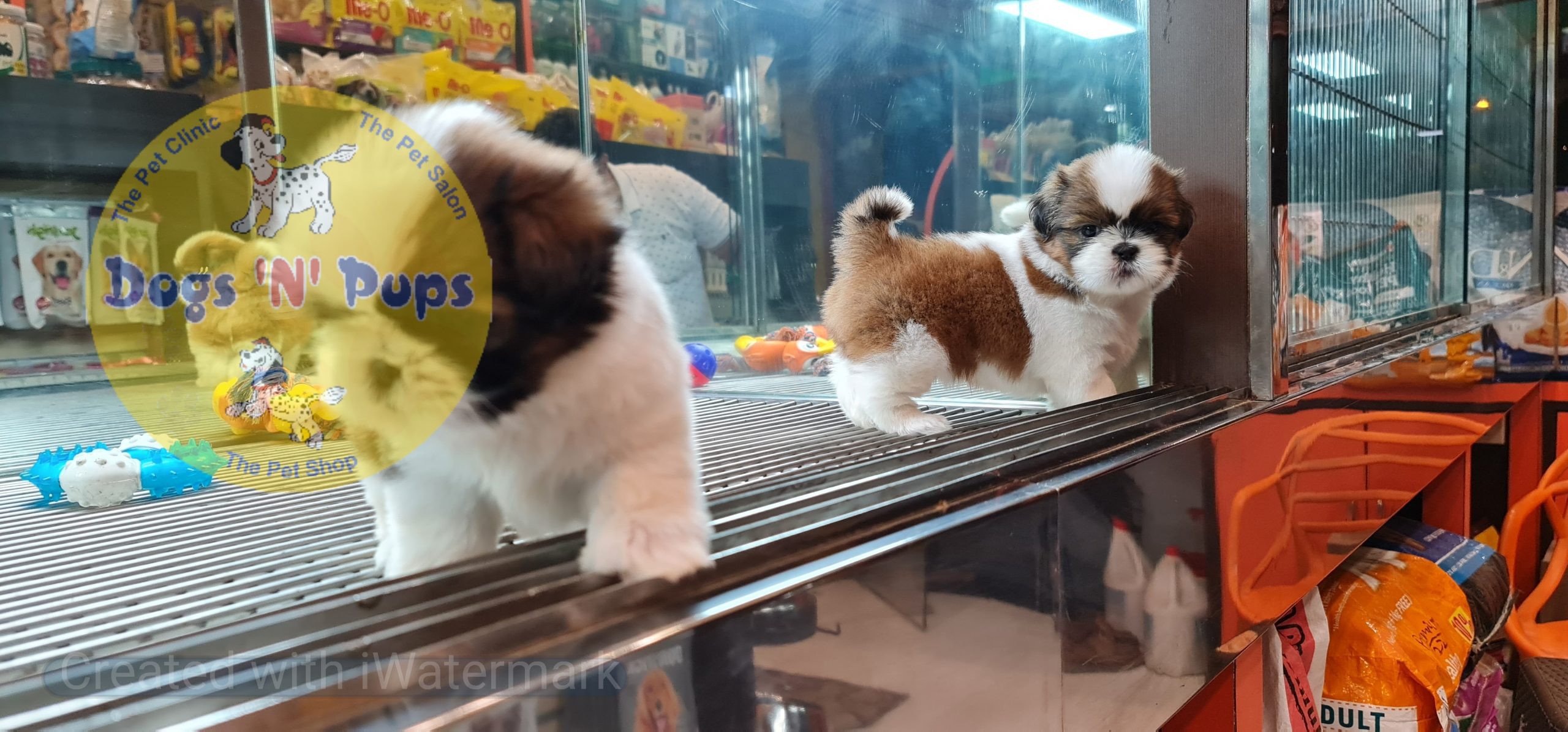 Shihtzu puppies image 3
