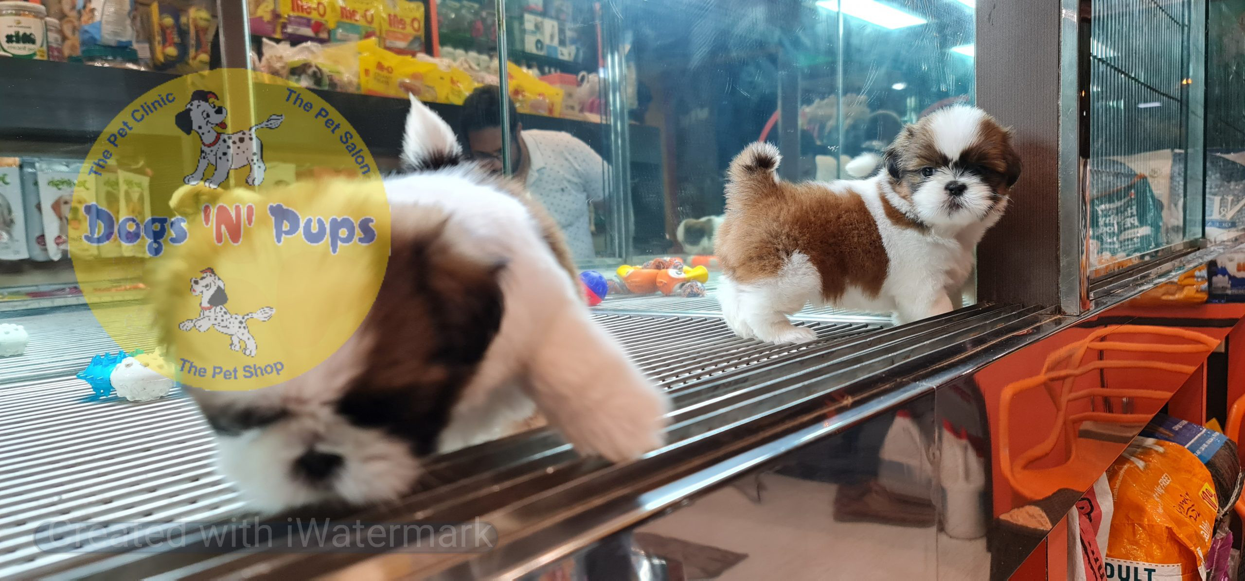 Shihtzu puppies image 4