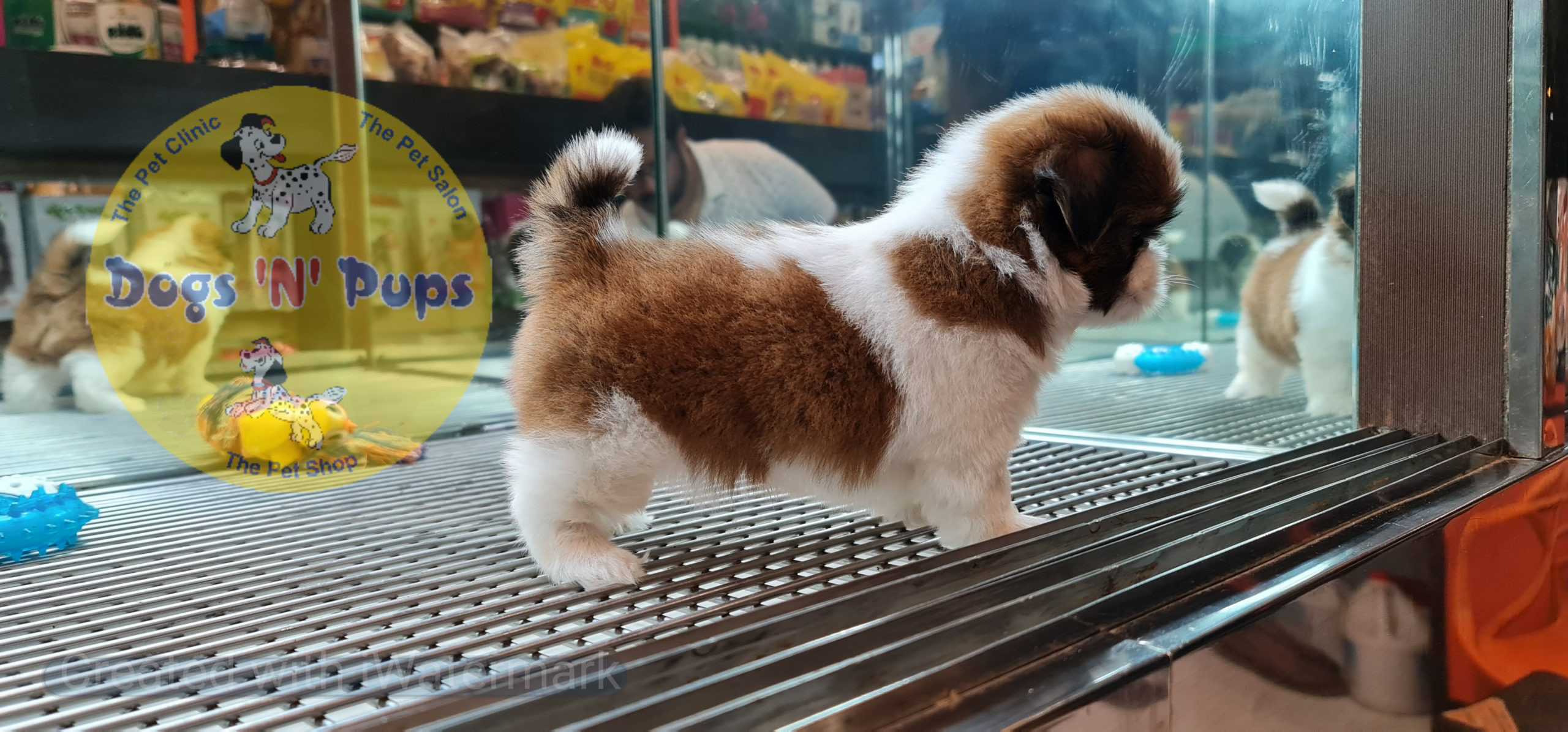 Shihtzu puppies image 5