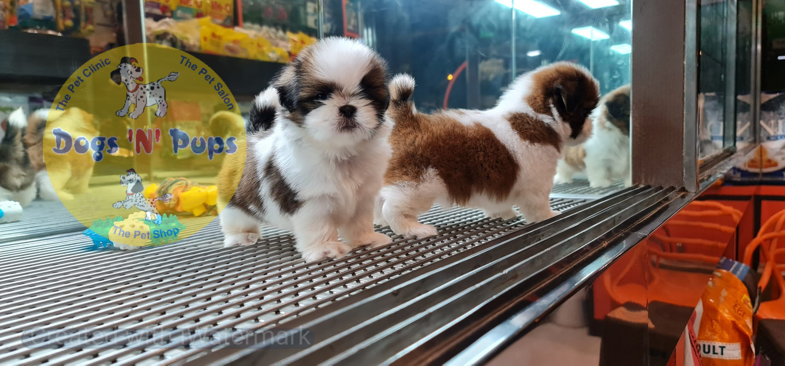 Shihtzu puppies image 6