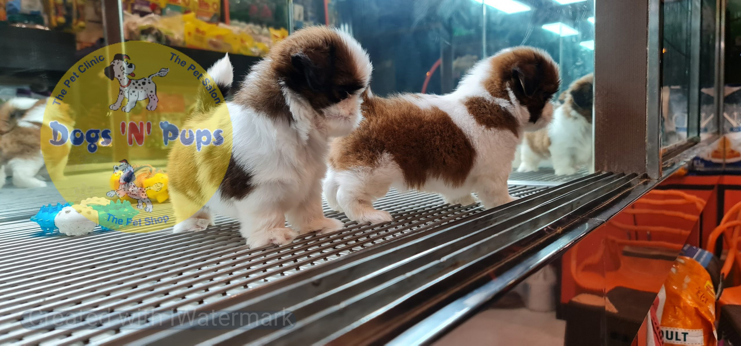 Shihtzu puppies image 7