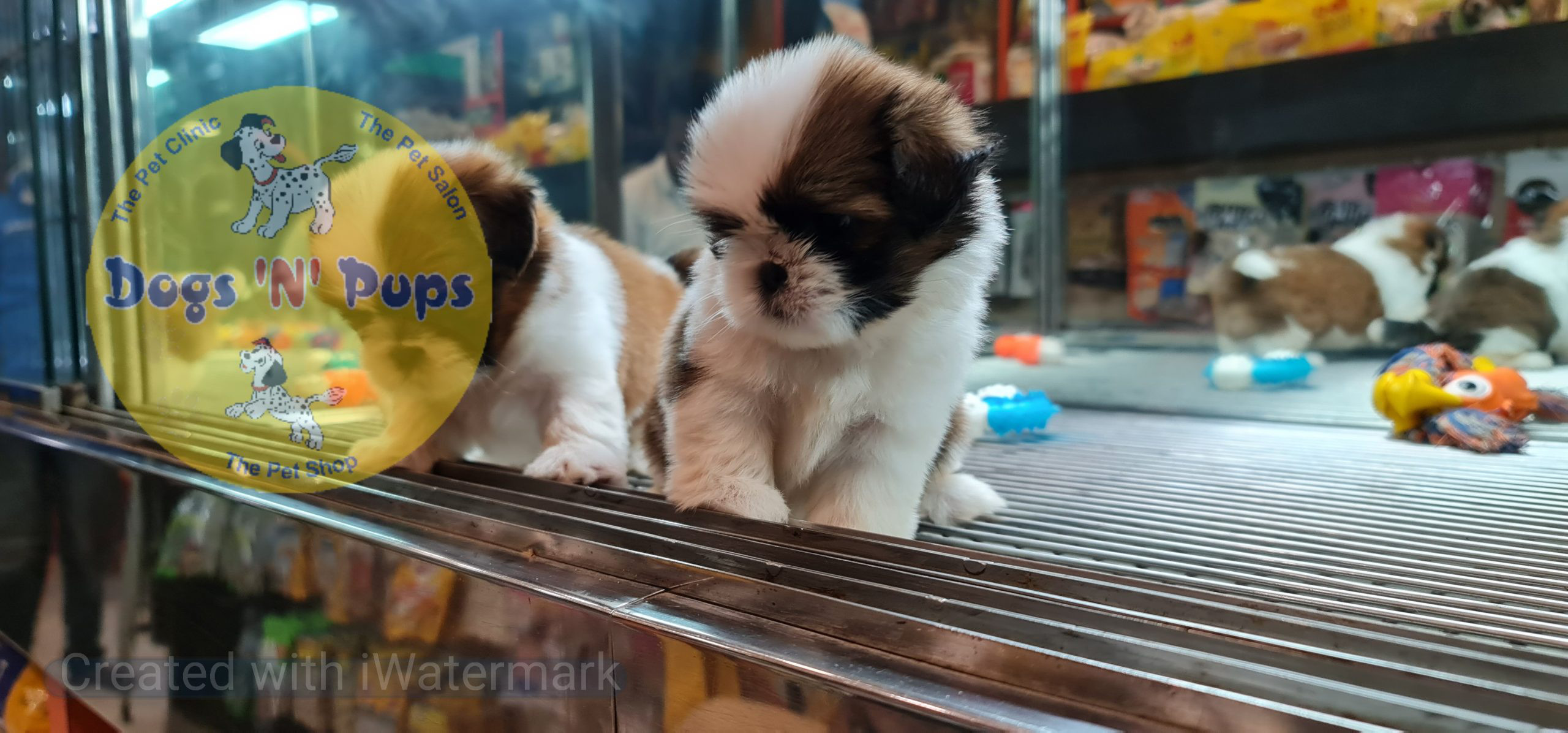 Shihtzu puppies image 8