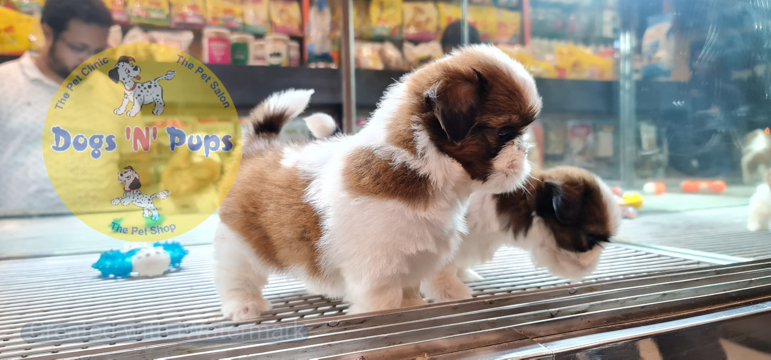 Shihtzu puppies image 9