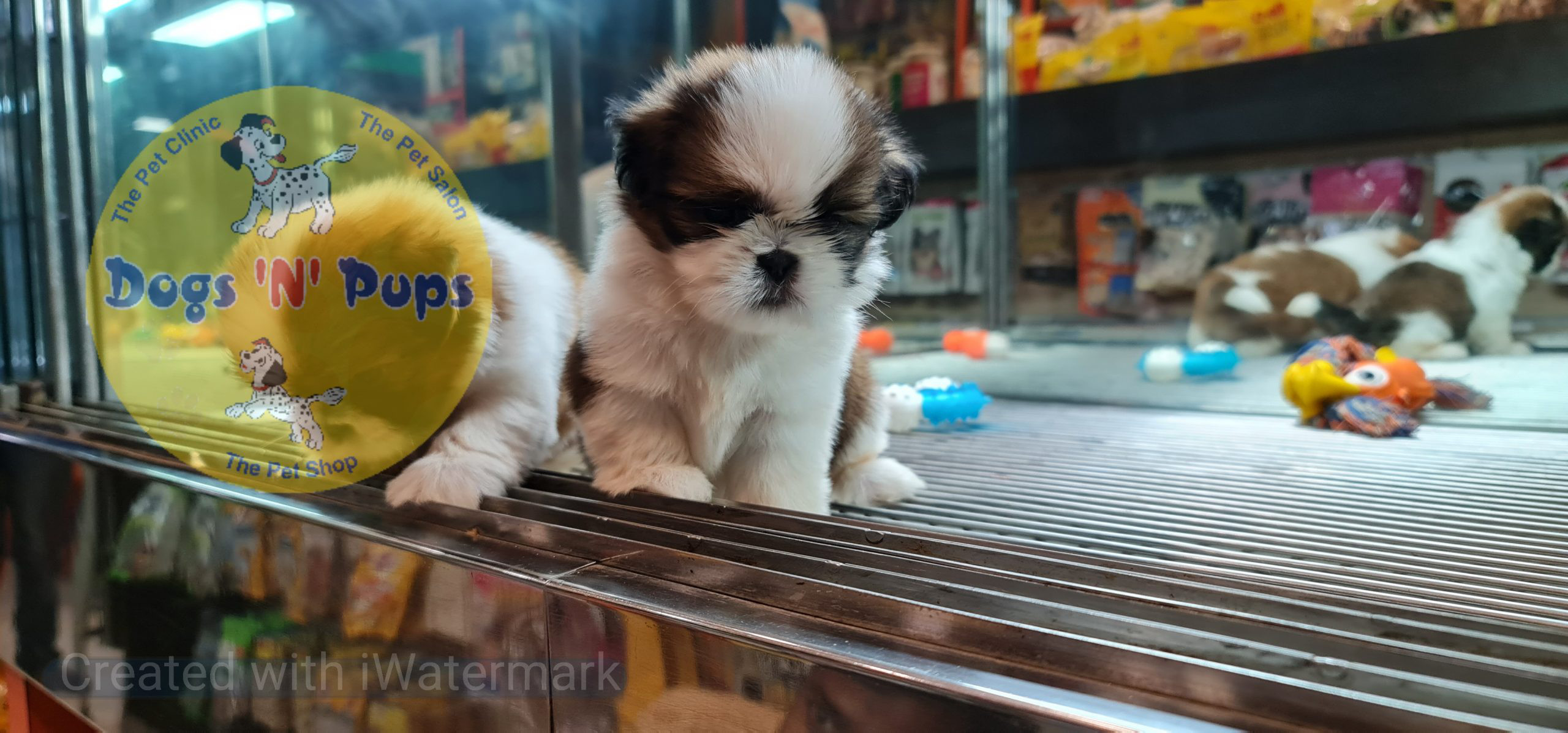 Shihtzu puppies image 11
