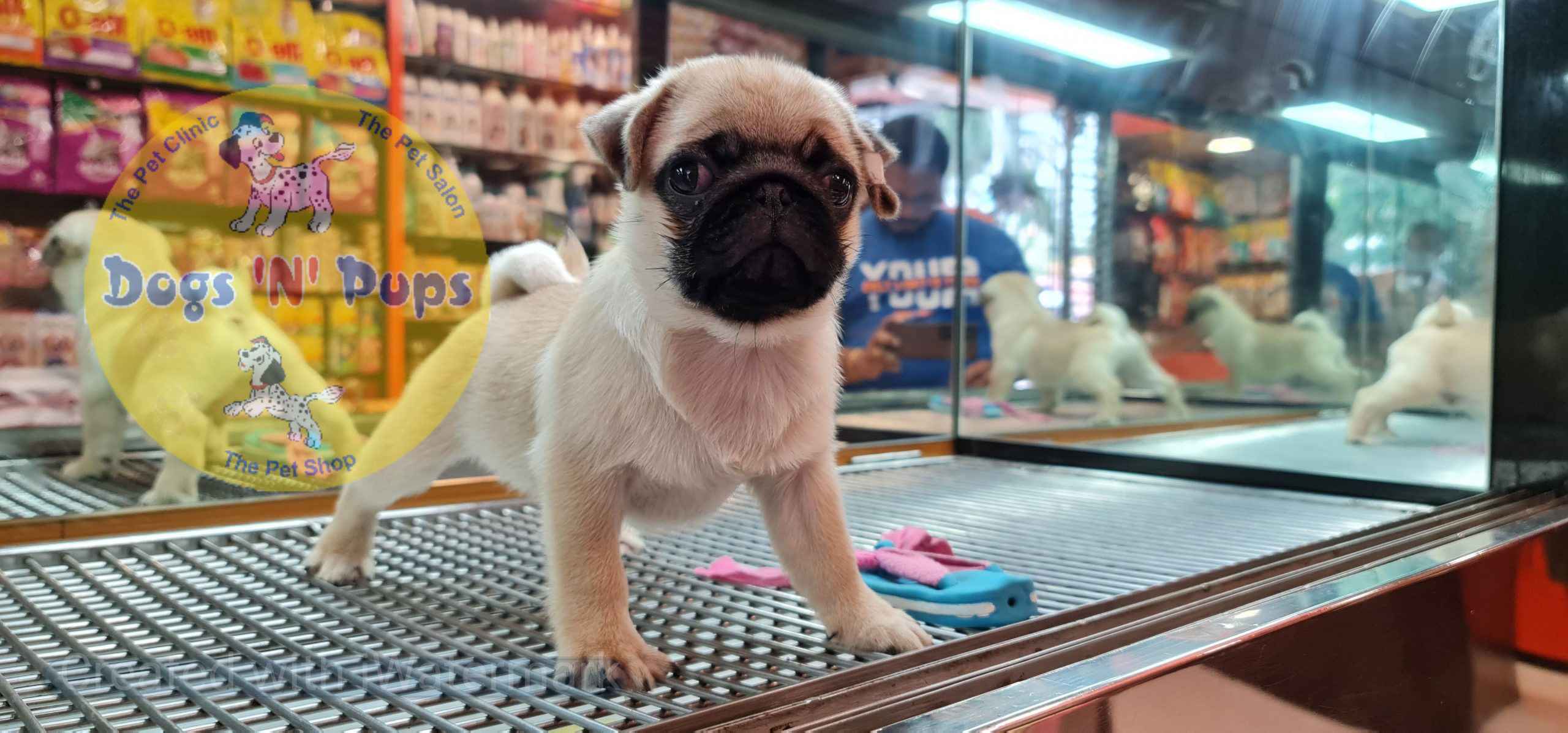 next dog posted image