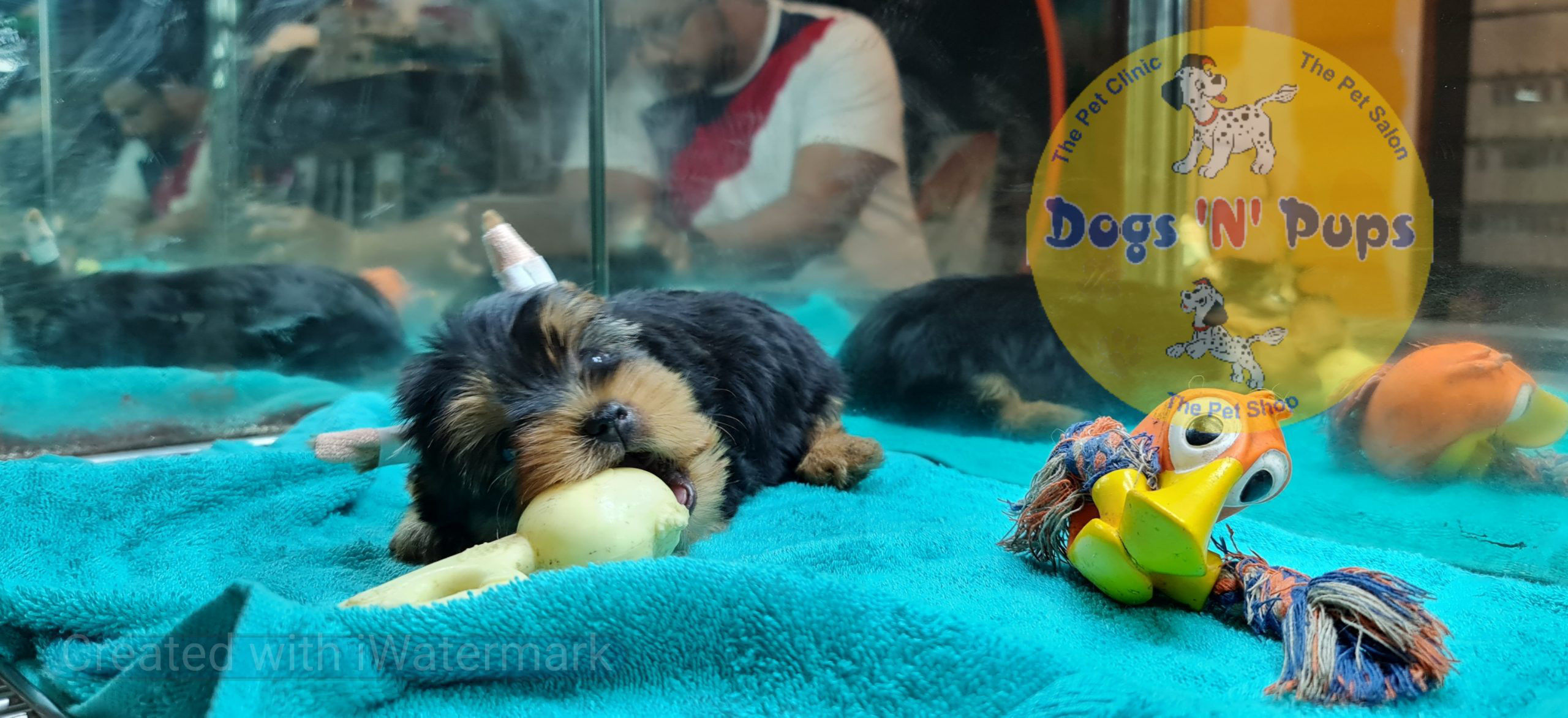 pet Yorkshire terrior puppy header image