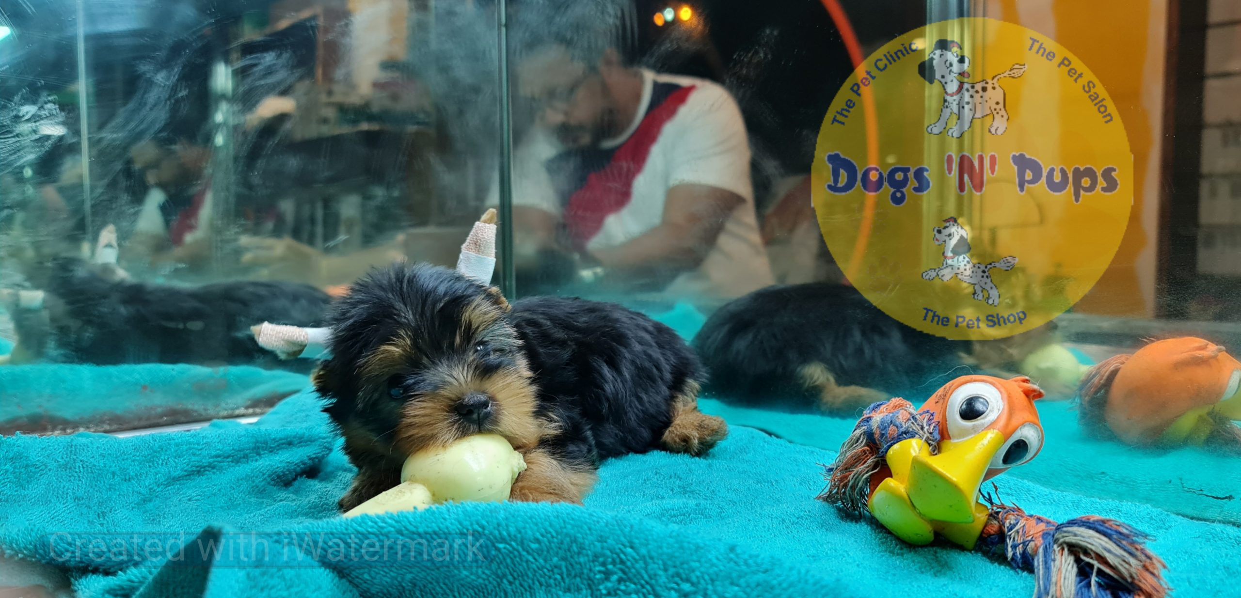 Yorkshire terrior puppy image 2