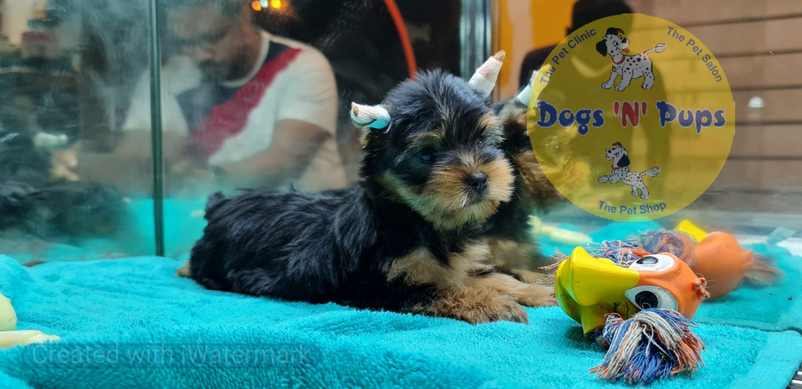 Yorkshire terrior puppy image 3